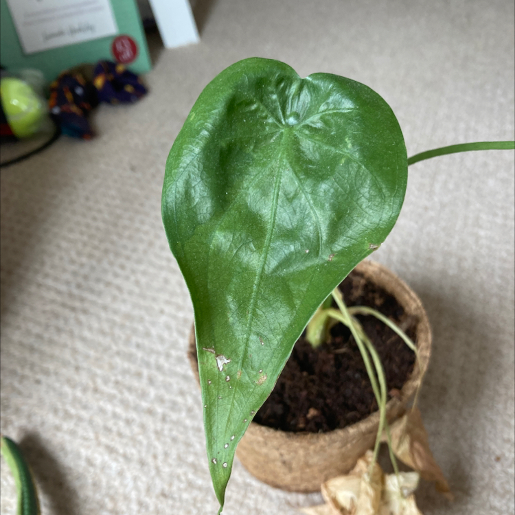 Photo of the plant species tropical storm by @SuavePilea named Tony on Greg, the plant care app