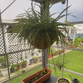 Spider Plant plant in Bradenton, Florida