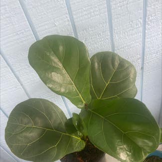 Fiddle Leaf Fig plant in Bradenton, Florida