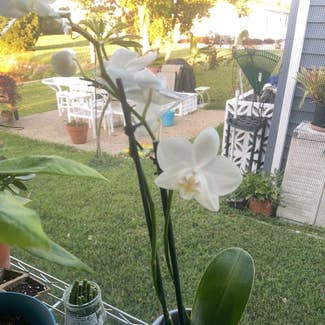Phalaenopsis Orchid plant in Bradenton, Florida
