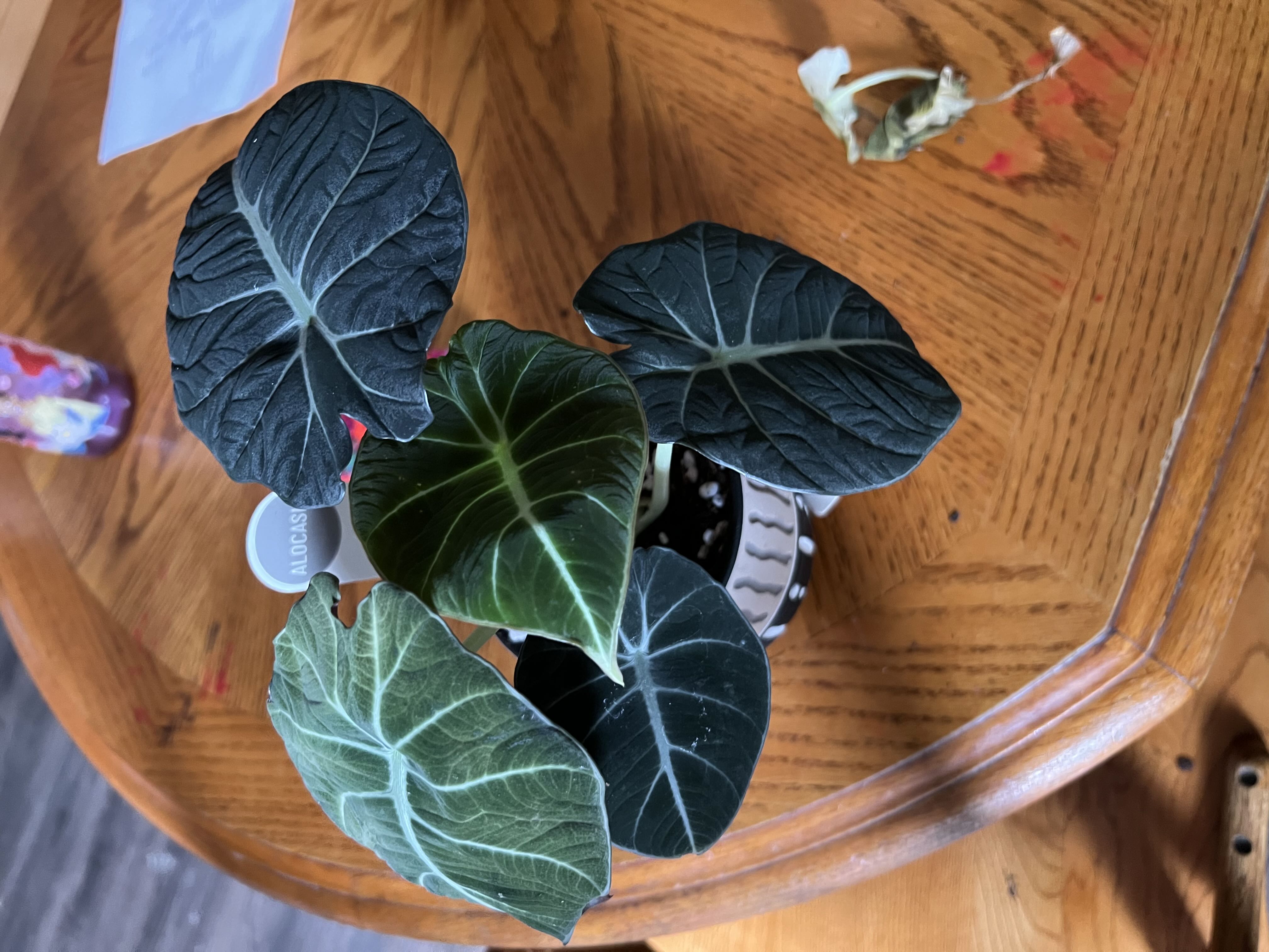 Photo from the post