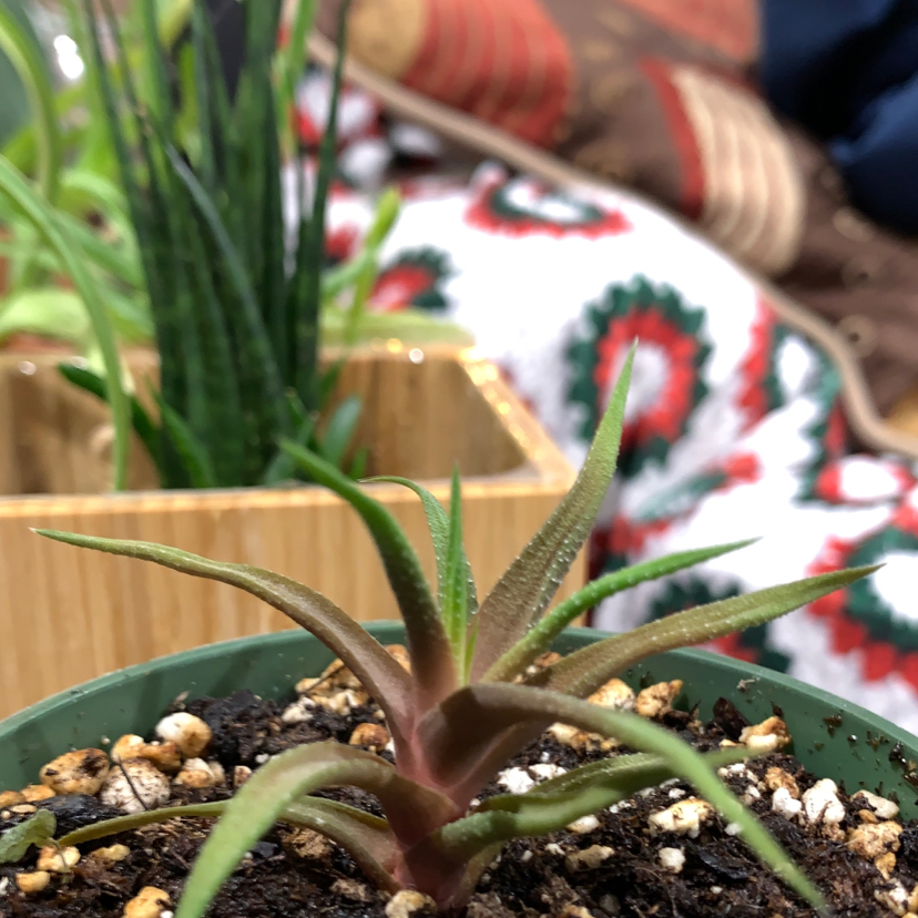 Young Climbing Aloe plant in a pot with visible soil, other plants, and patterned fabric in the background.