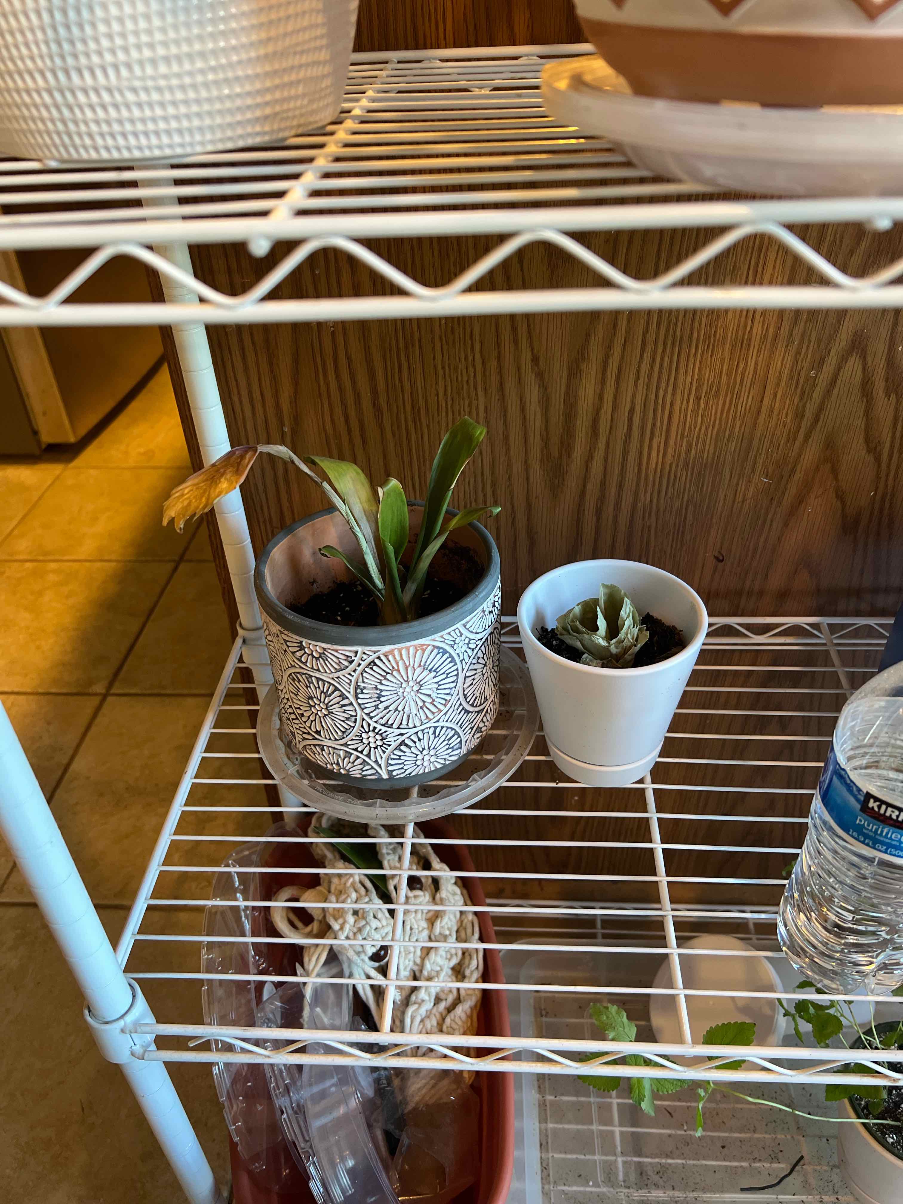 Potted Bromeliad with yellowing and browning leaves on a wire shelf, indicating health issues.