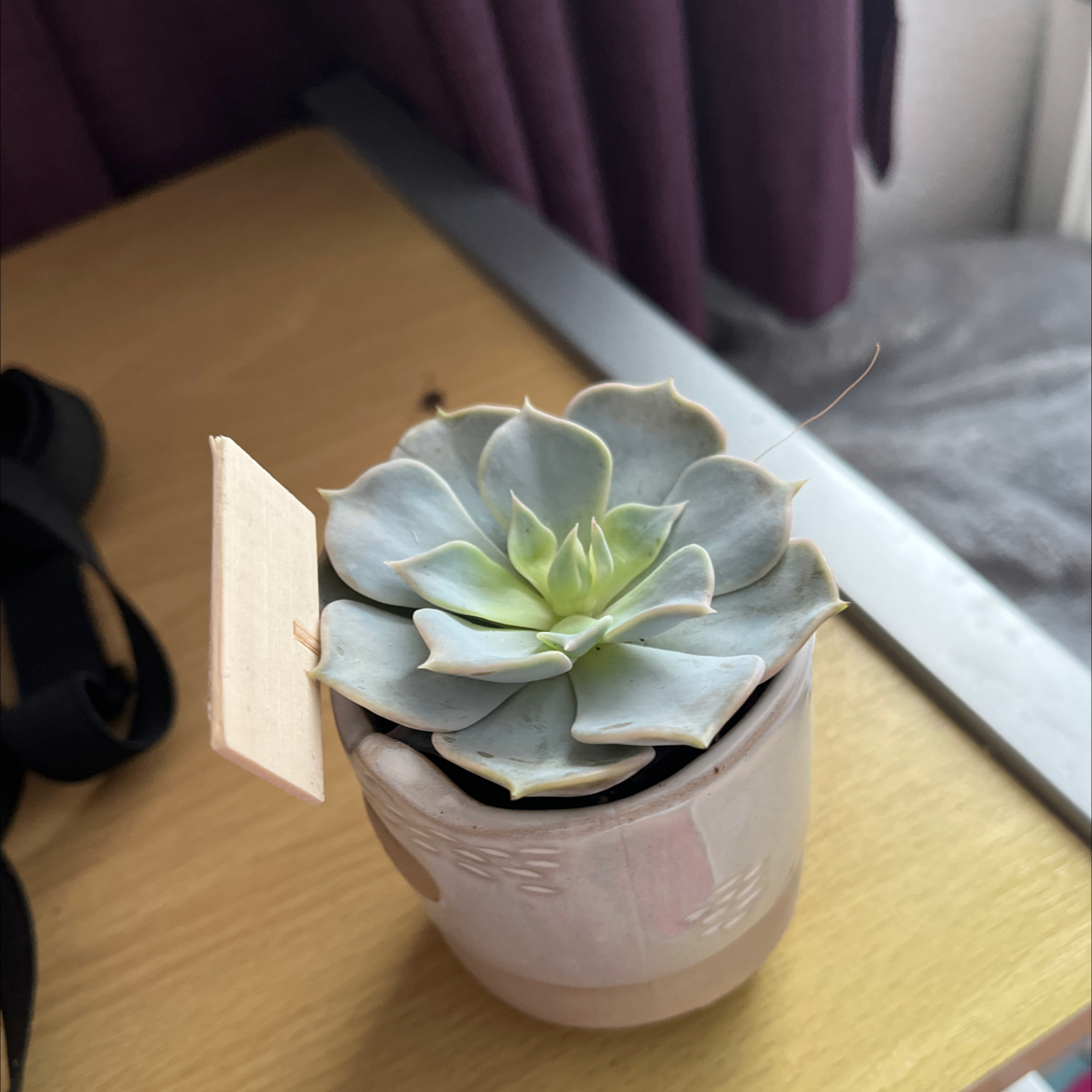 Ghost Echeveria plant in a small pot on a wooden surface, healthy and well-framed.