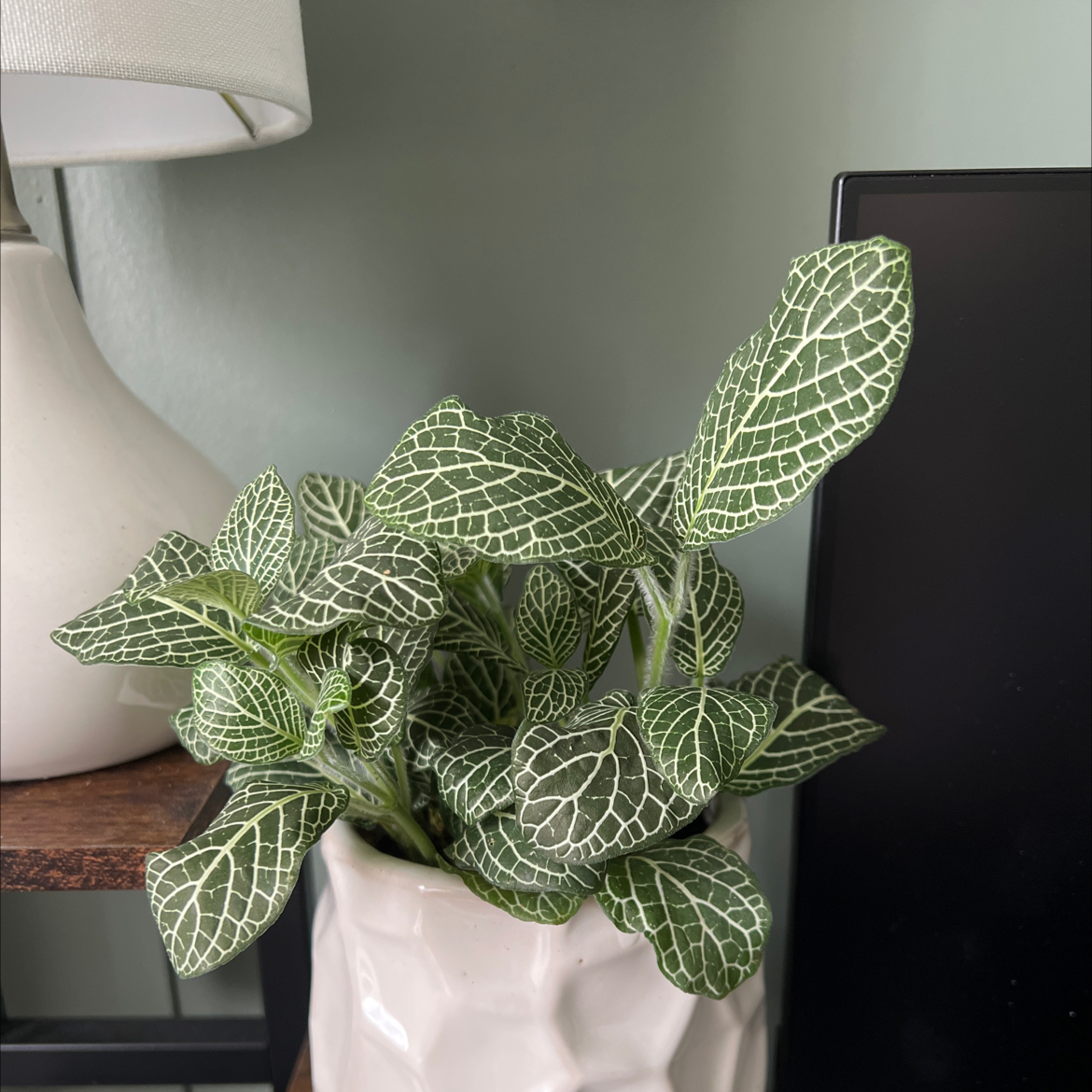 Healthy White Anne Nerve Plant with vibrant green leaves and white veining in a decorative pot.