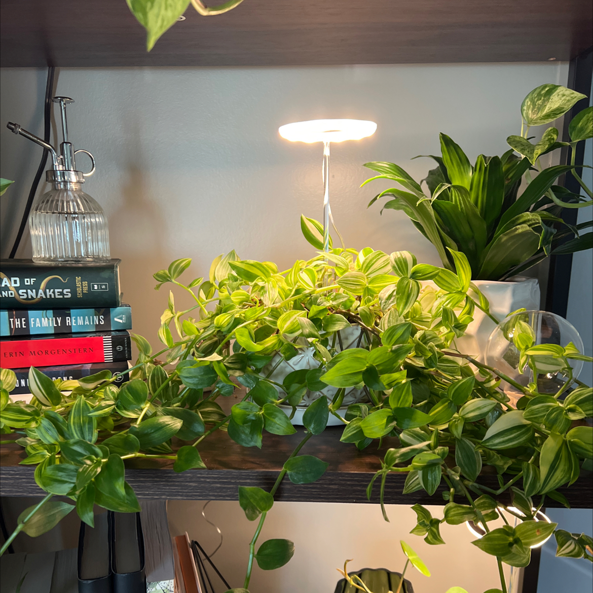 Tradescantia 'Yellow Zebra' plant on a shelf under a grow light, surrounded by other plants.