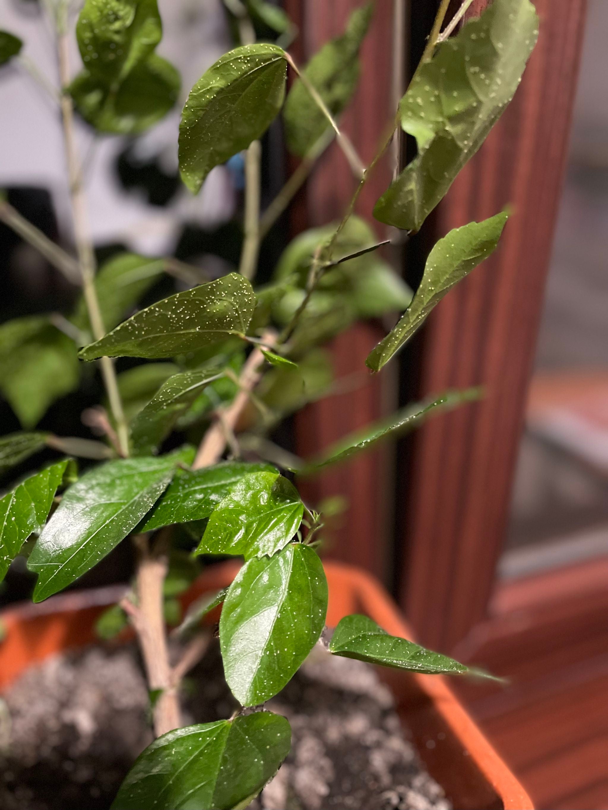 🤒 Why Are There Brown Spots on My Mandarin orange?