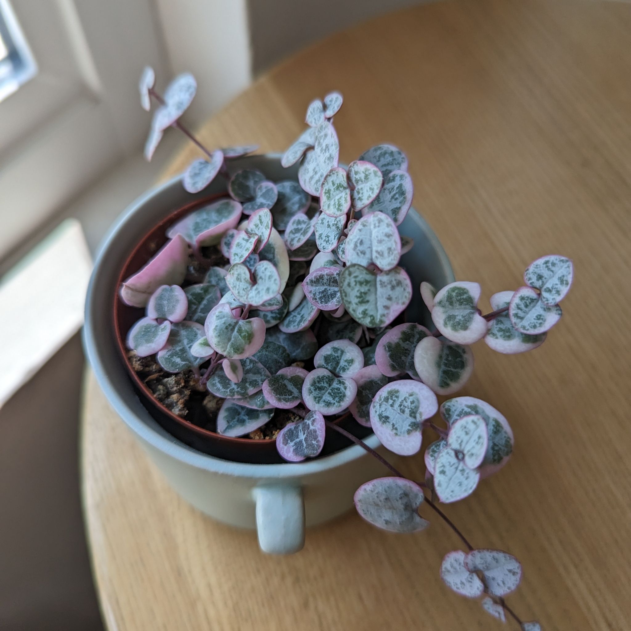 Variegated String of Hearts plant in a small pot, healthy and vibrant.