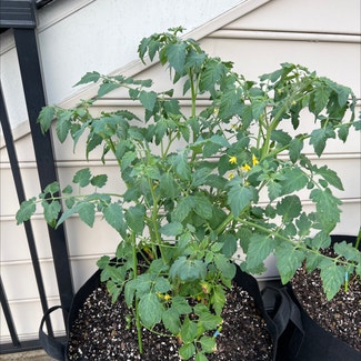 Tomato Plant plant in Arlington, Virginia