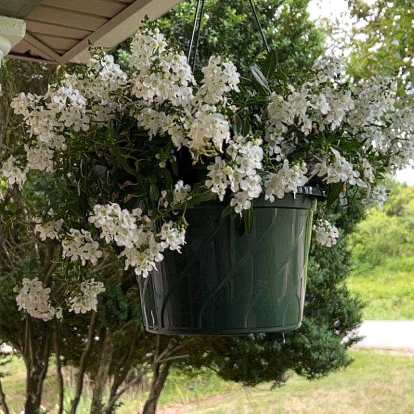 Photo of the plant species Angelonia by @stringofanne named Angel Twins on Greg, the plant care app