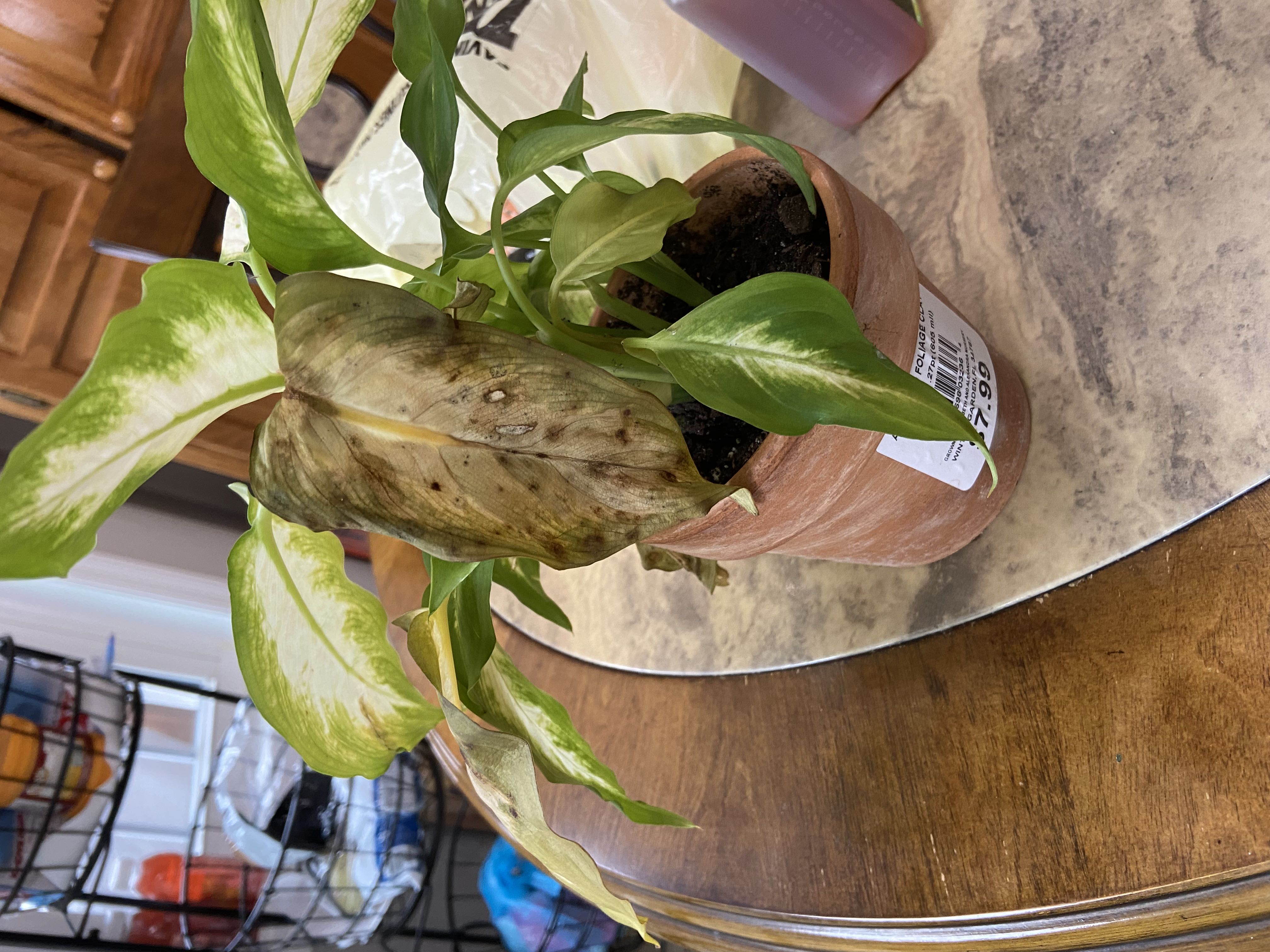 Photo from the post