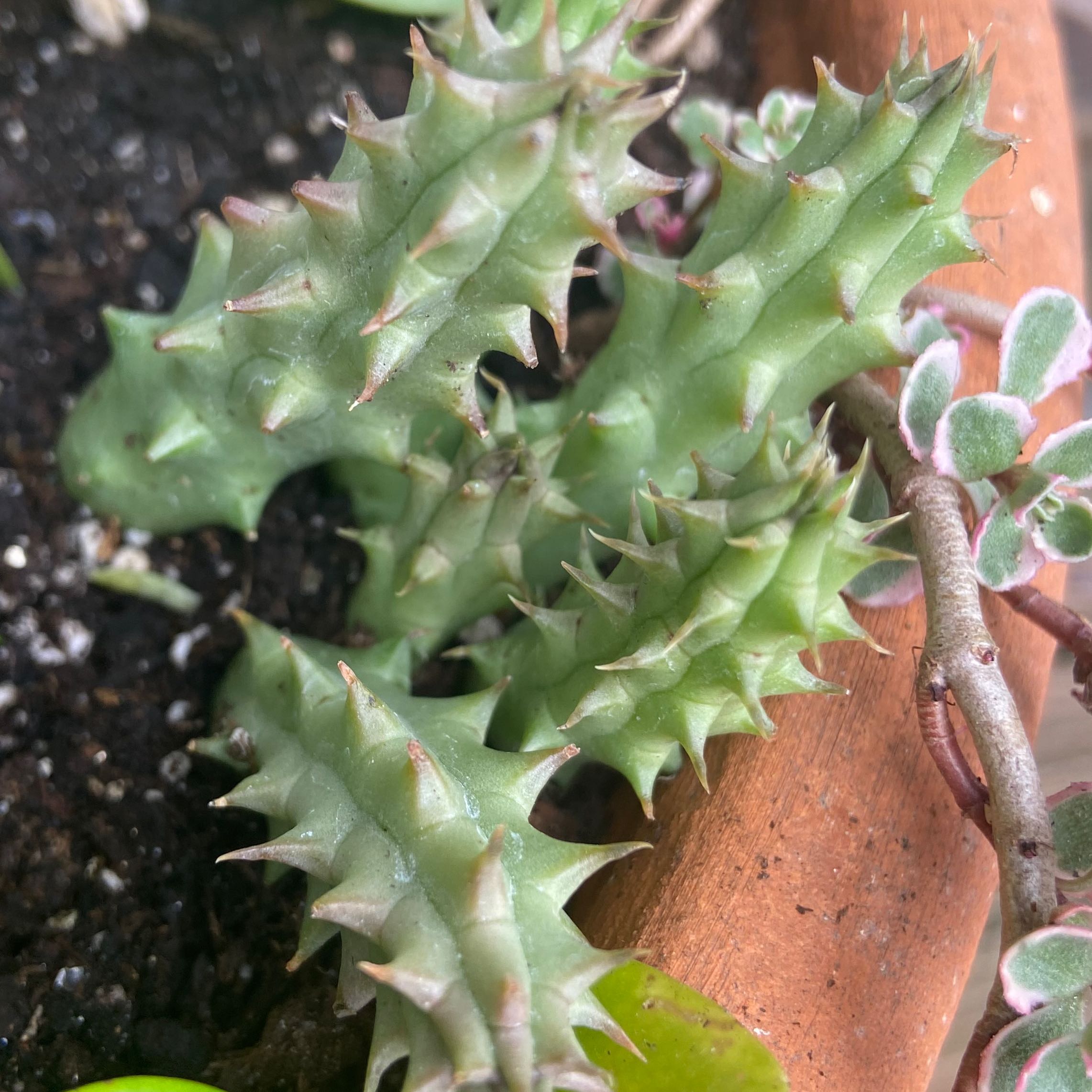 Stapelia Planiflora Jacq. succulent with spiky stems in a pot with visible soil.