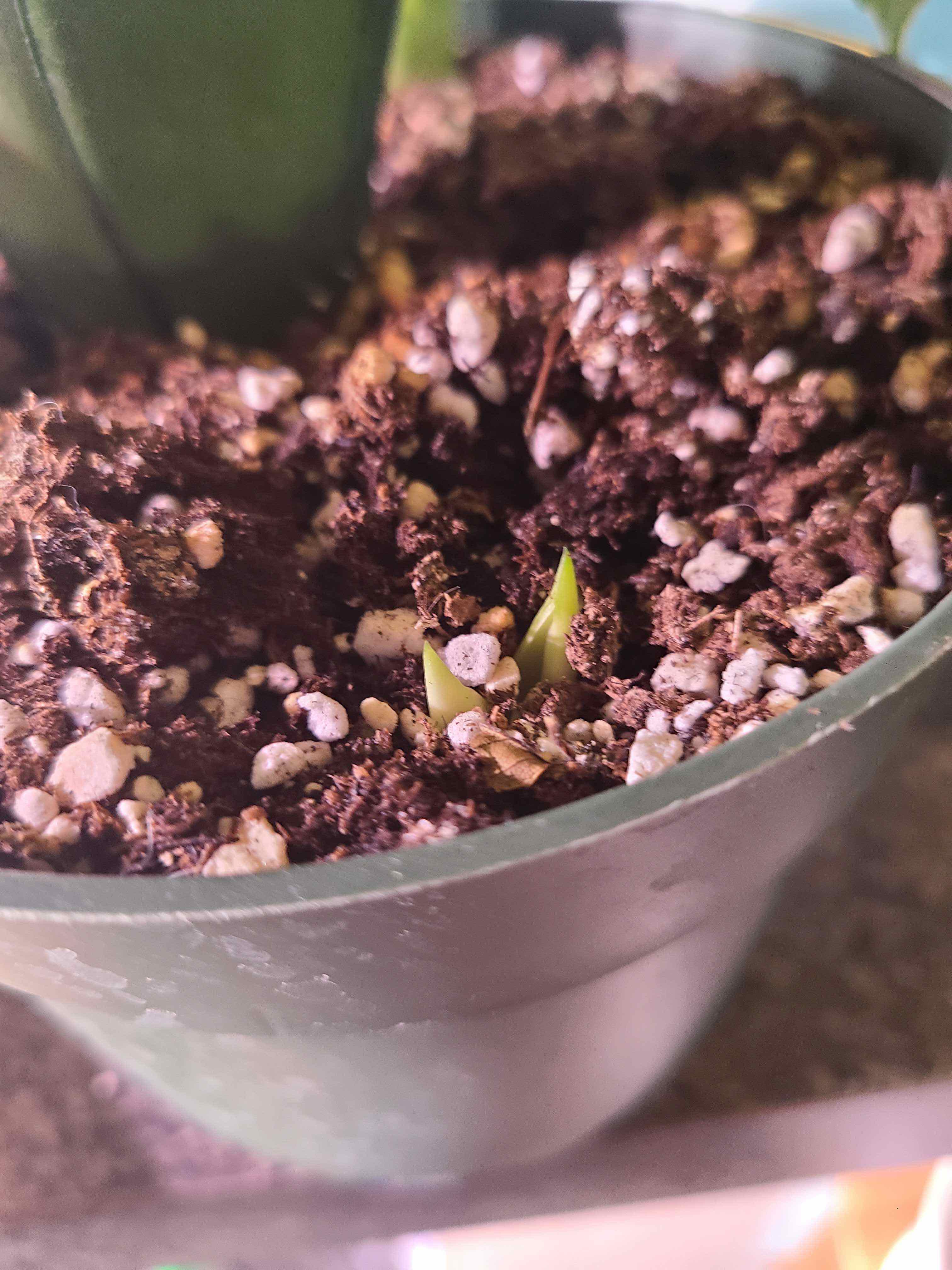 Potted Silver Snake Plant with new shoots emerging from the soil.