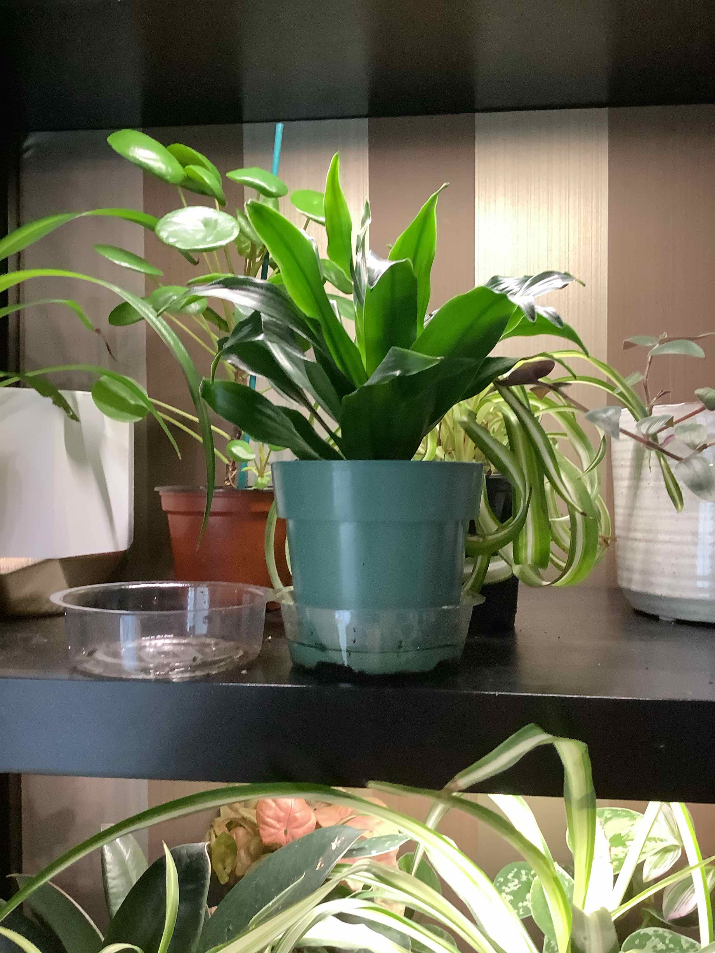 Dracaena 'Janet Craig Compacta' plant in a green pot on a shelf with other plants in the background.