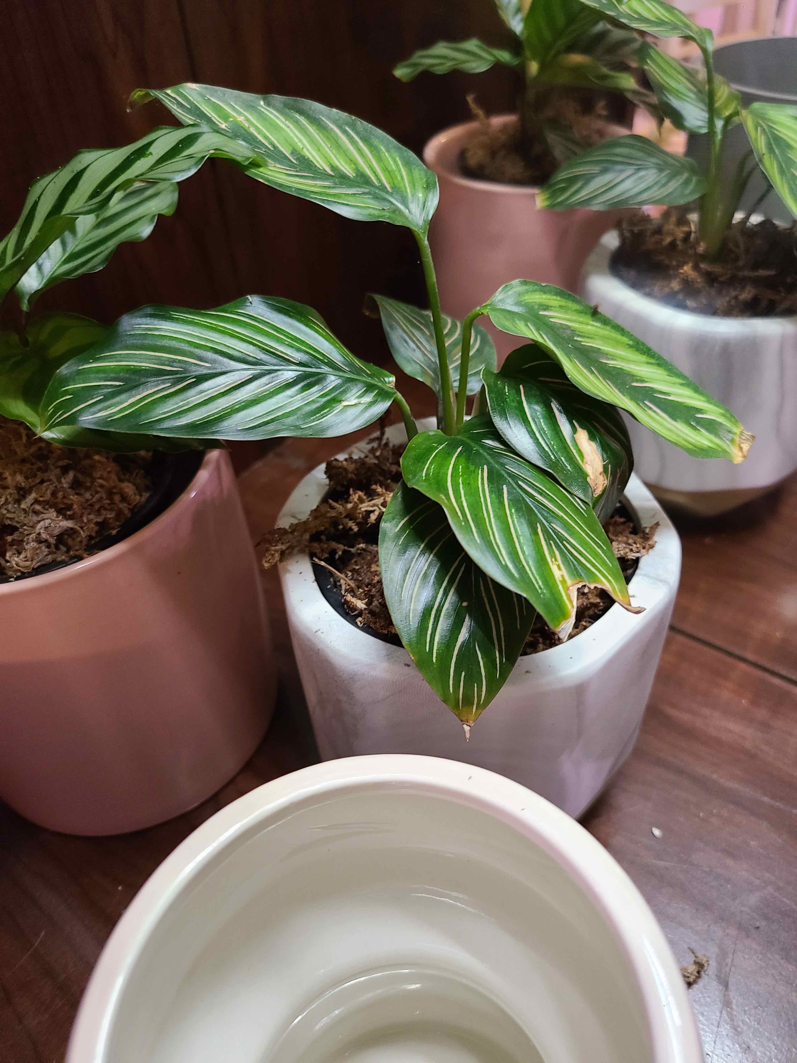 Calathea 'Beauty Star' plant in a pot with vibrant green leaves and distinctive striping.