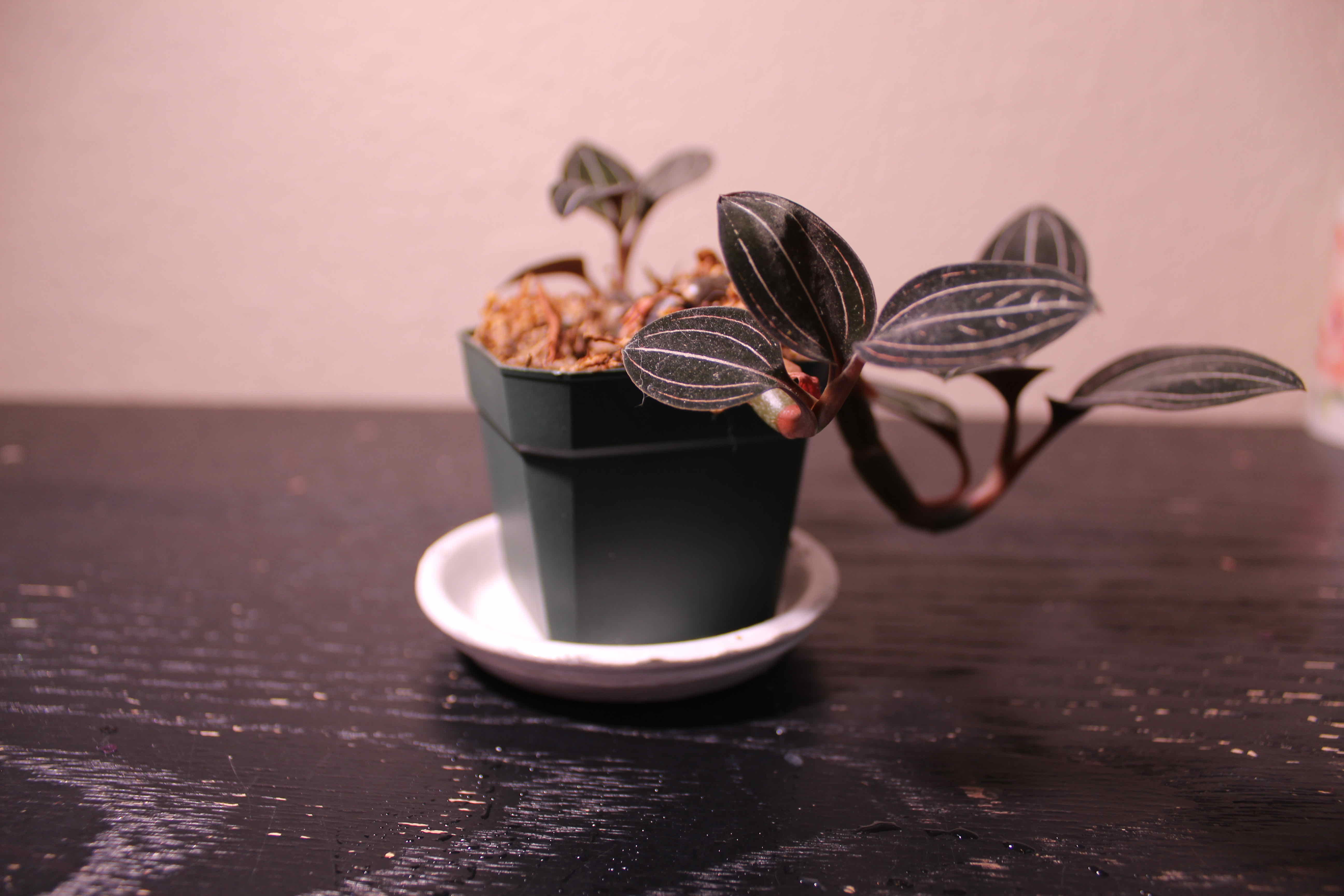 Jewel Orchid in a small pot on a saucer with visible soil and healthy dark green leaves.