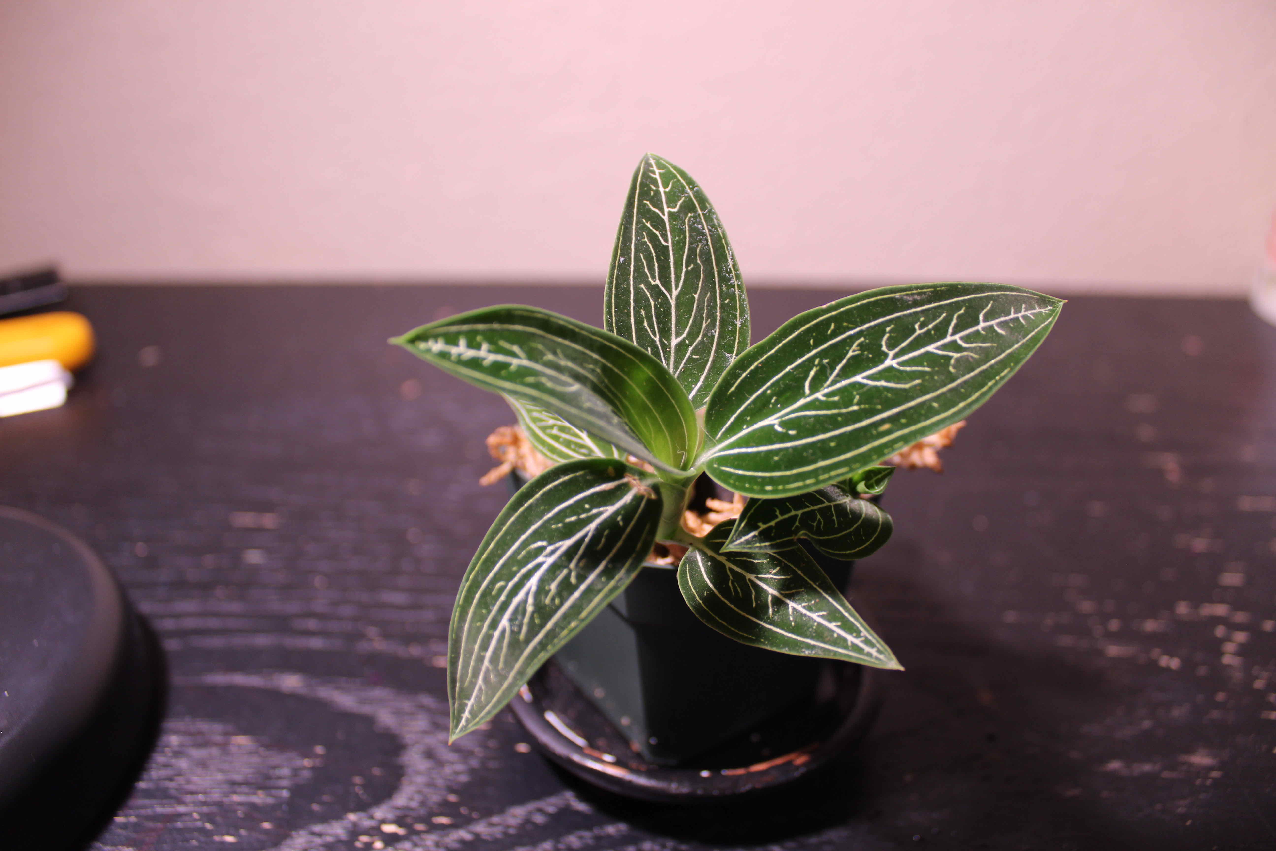 Black Velvet Jewel Orchid with distinct white veining on dark green leaves.