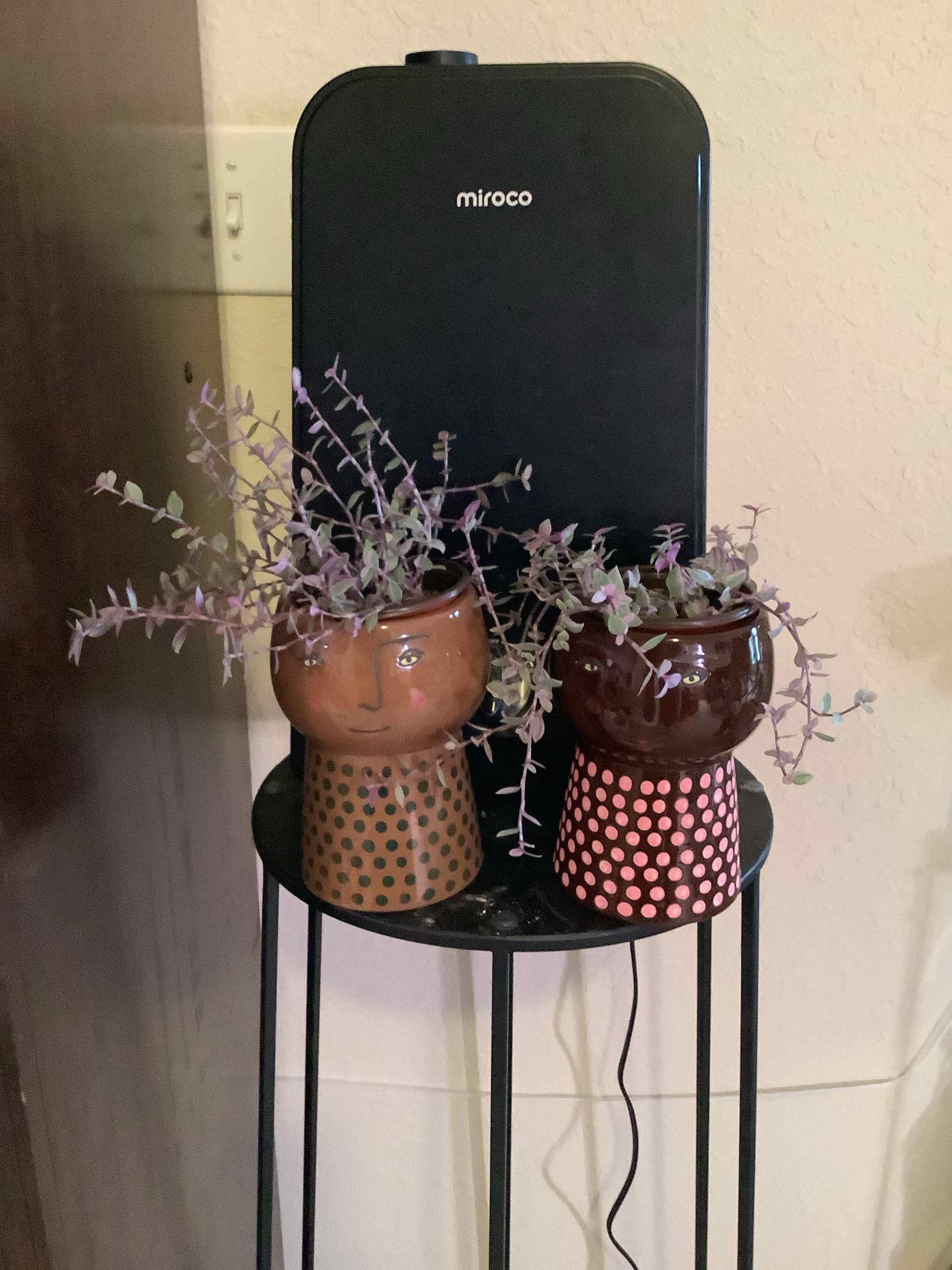 Two potted Callisia Pink Panther plants on a stand, appearing healthy.