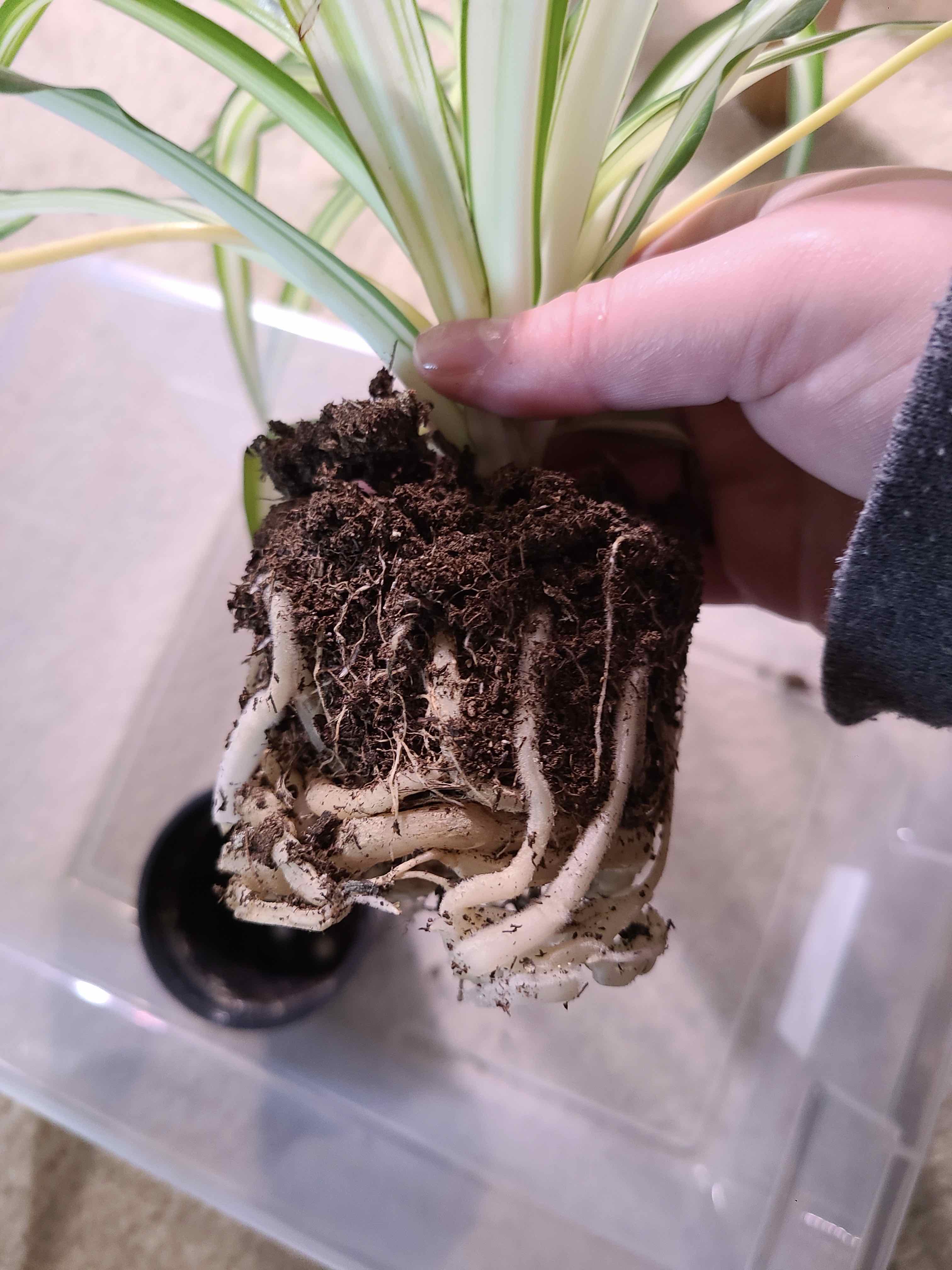 Spider Plant with visible roots and soil, held by a hand.