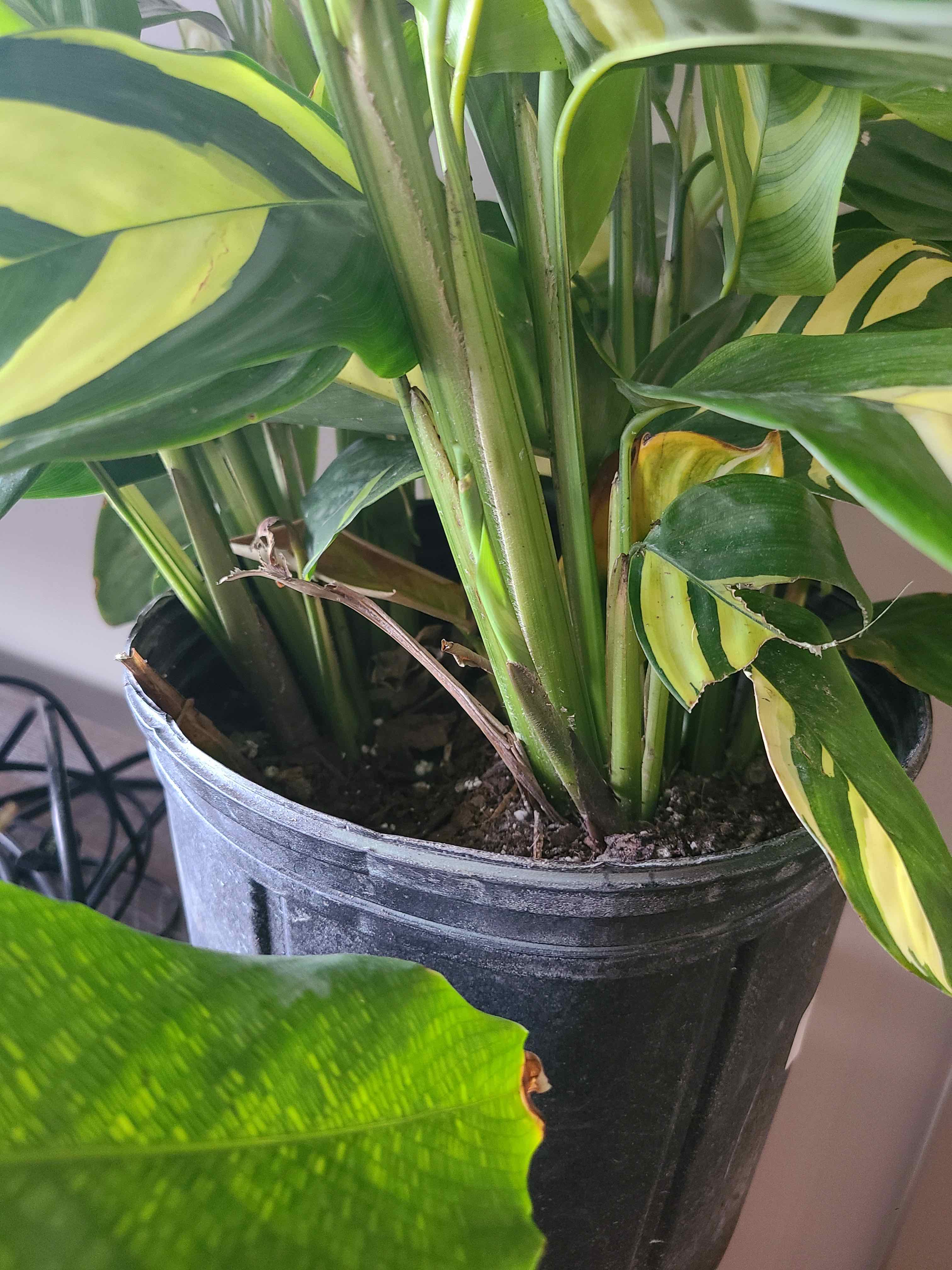Potted Golden Mosaic Plant with variegated leaves and some browning.