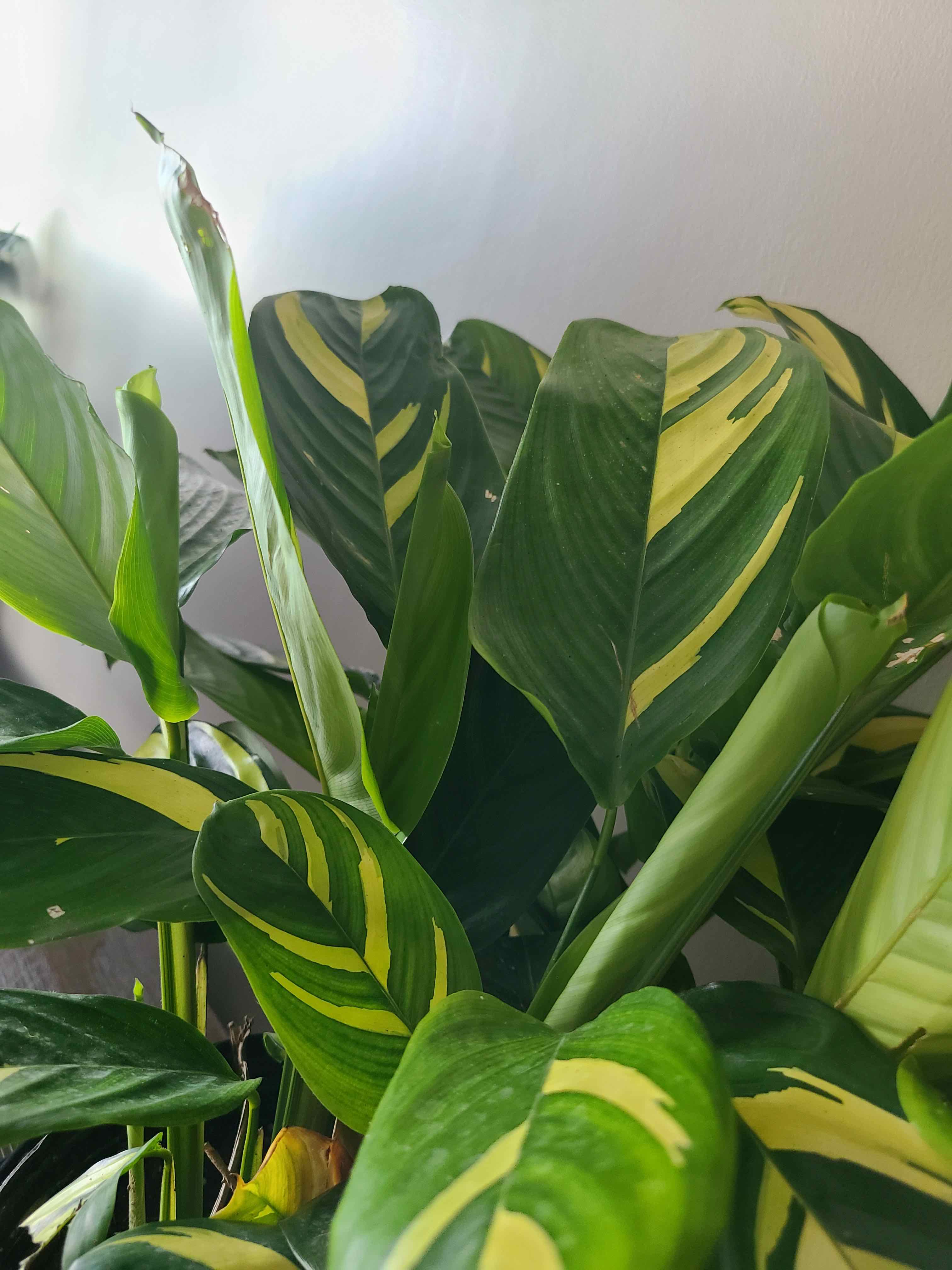 Golden Mosaic Plant with variegated green and yellow leaves, appearing healthy.