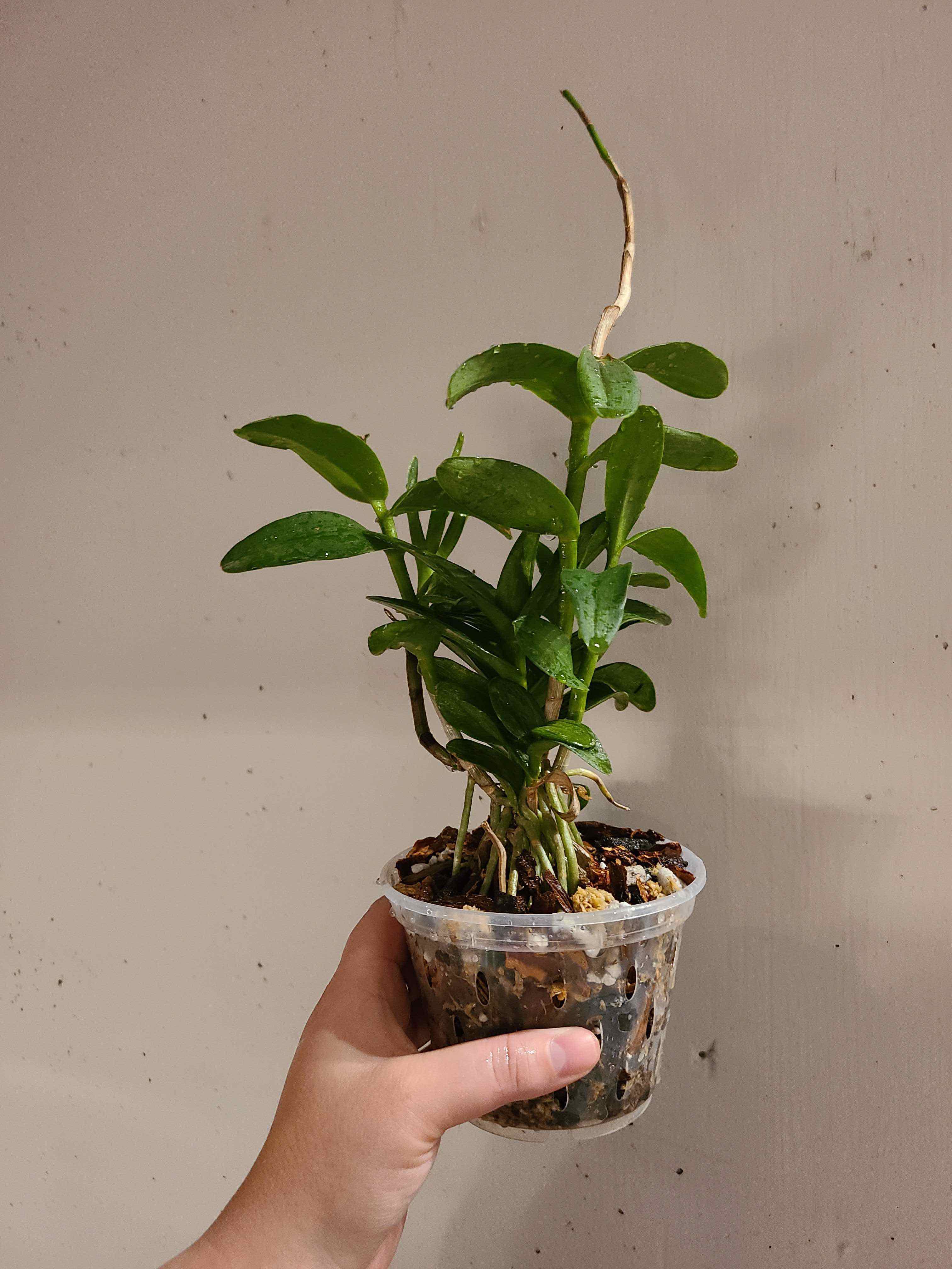 A healthy Fire Star Orchid plant in a clear pot, held by a hand.