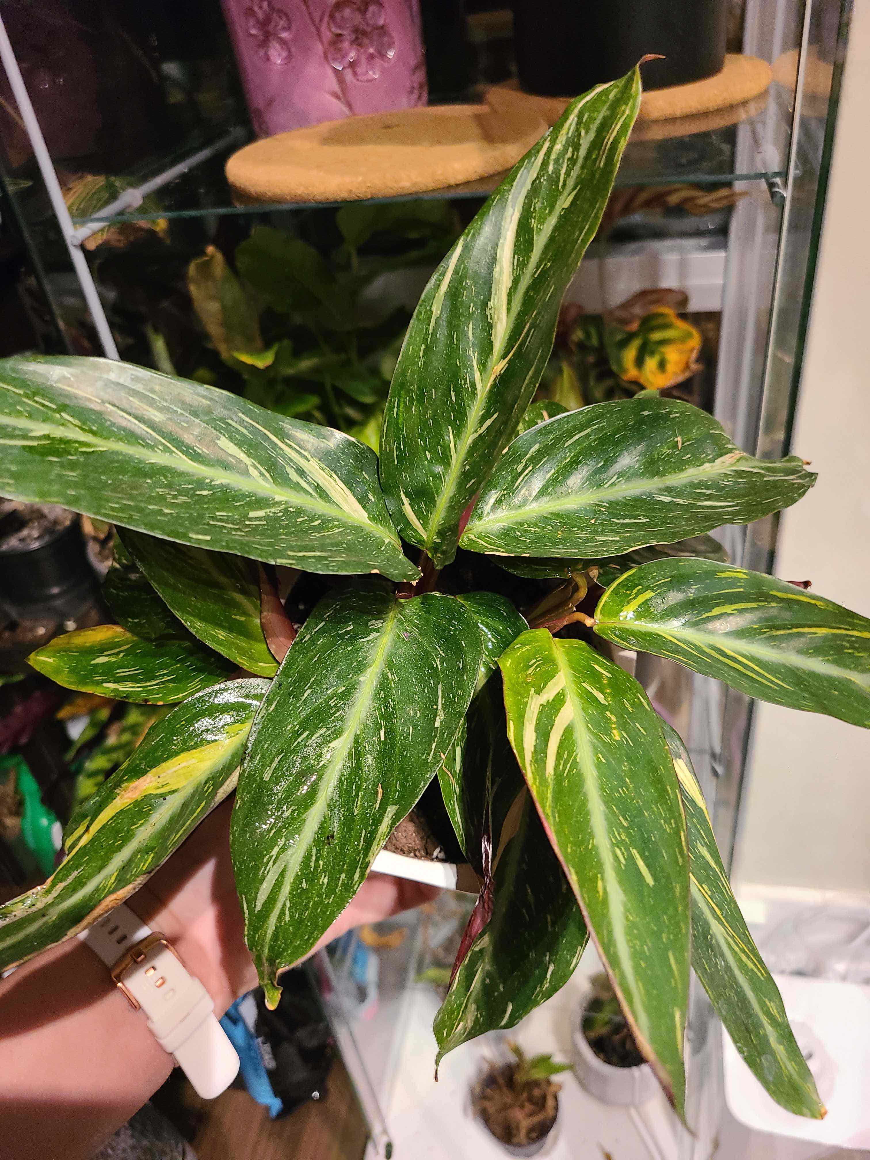 Magic Star calathea uploaded to the Greg plant app by @Megan