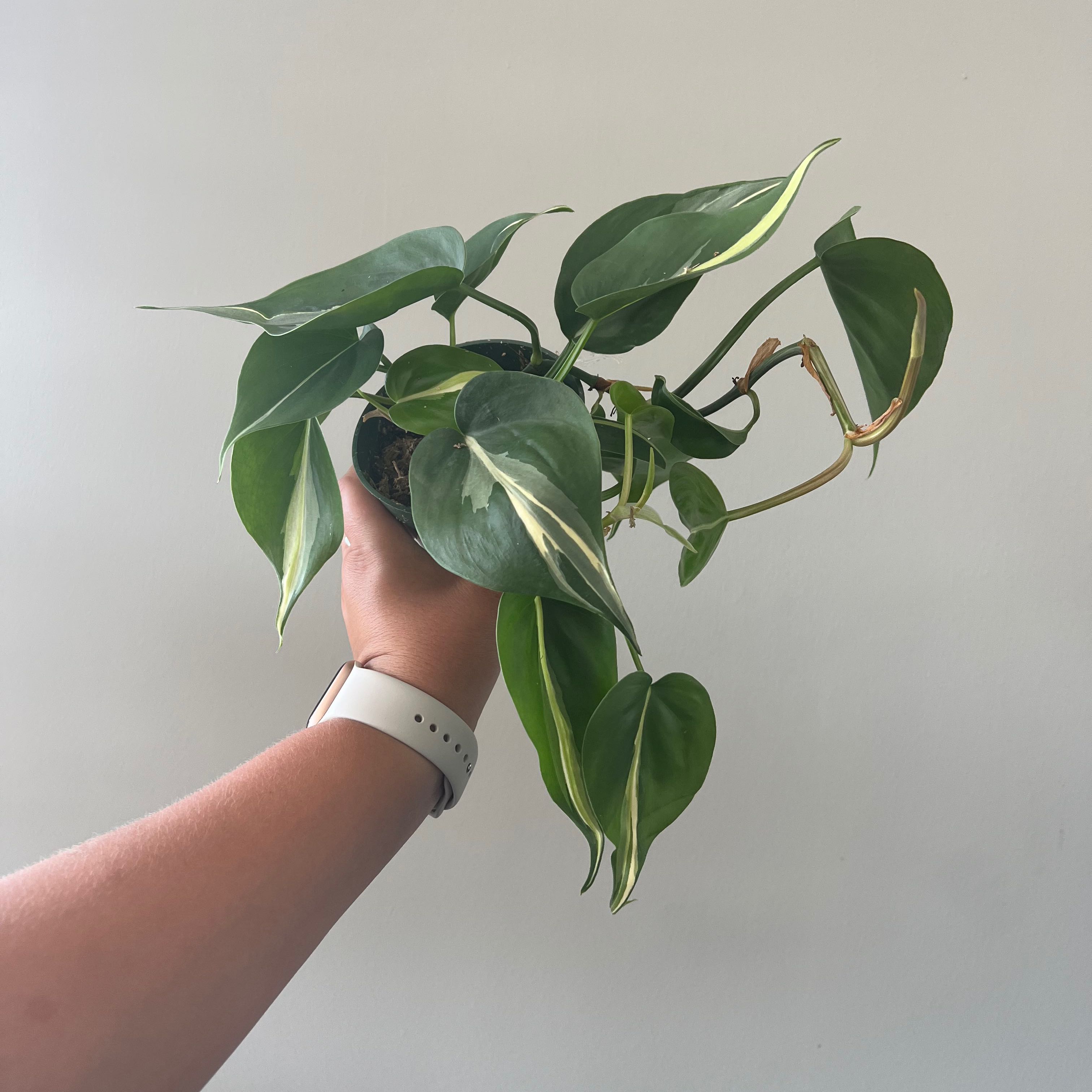 Silver Stripe Philodendron held by a hand, showing healthy green leaves with silver stripes.
