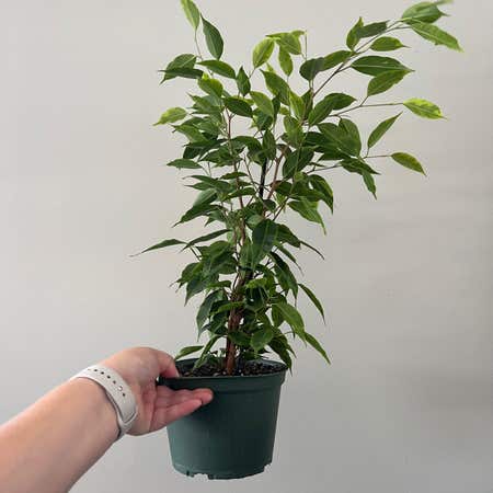 Photo of the plant species Anastasia Weeping Fig by Megan named Anastasia on Greg, the plant care app