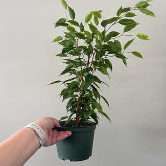 Ficus benjamina 'Anastasia' plant in Washington, District of Columbia