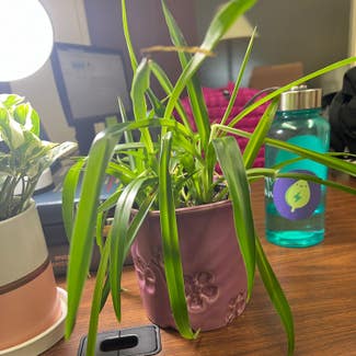 Spider Plant plant in Washington, District of Columbia