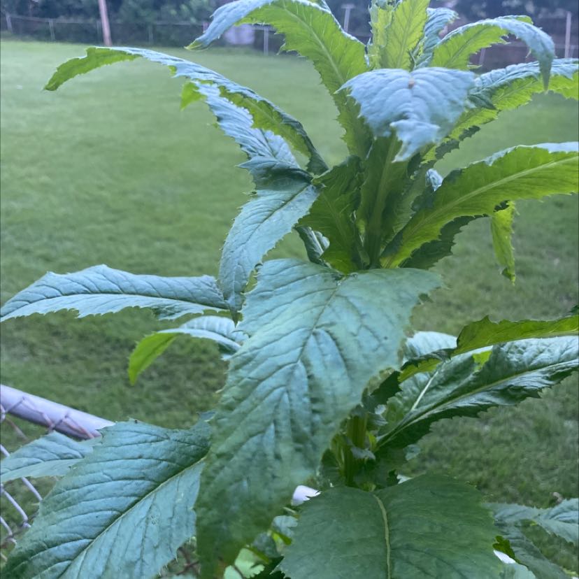 Photo of the plant species fireweed by @RadTigeraloe named Your plant on Greg, the plant care app