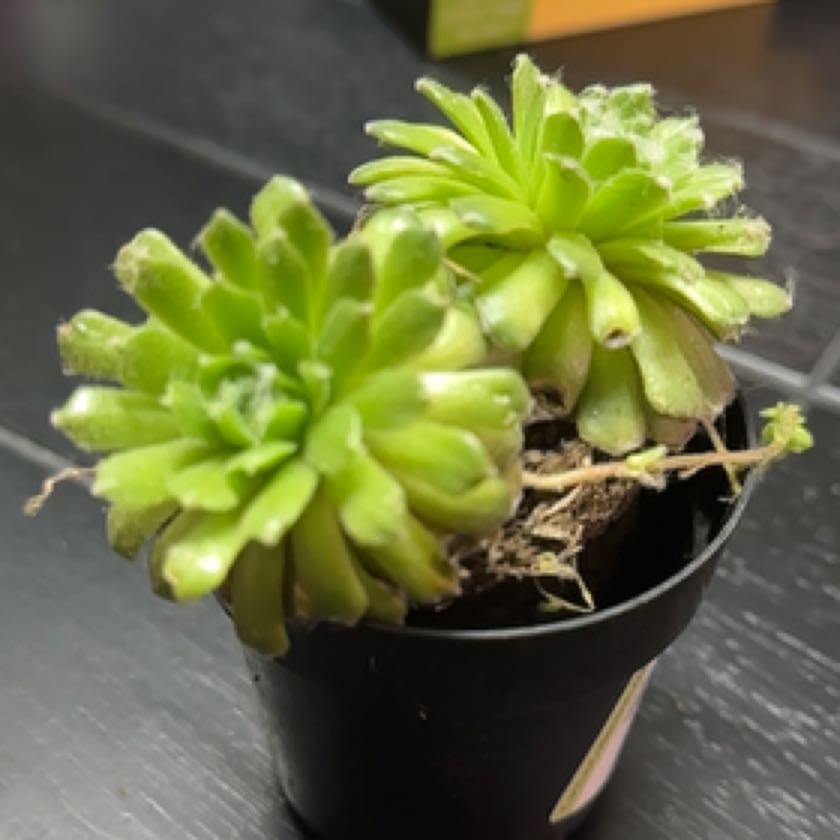 Photo of the plant species Sempervivum 'Cebenese' by @GoodyJicaro named Harry on Greg, the plant care app