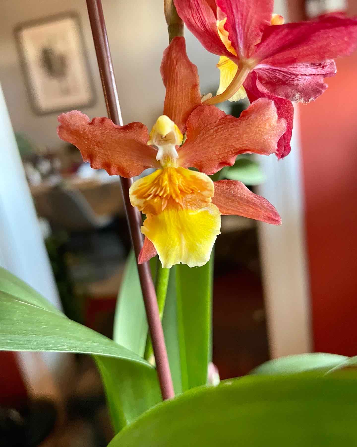 Plant care for Colmanara Masai on Greg, the plant care app
