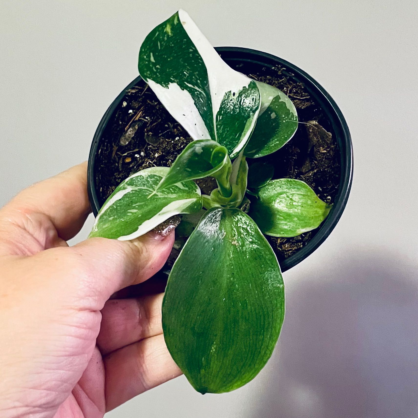 Philodendron 'White Wizard' plant in a small pot with visible soil and healthy variegated leaves.