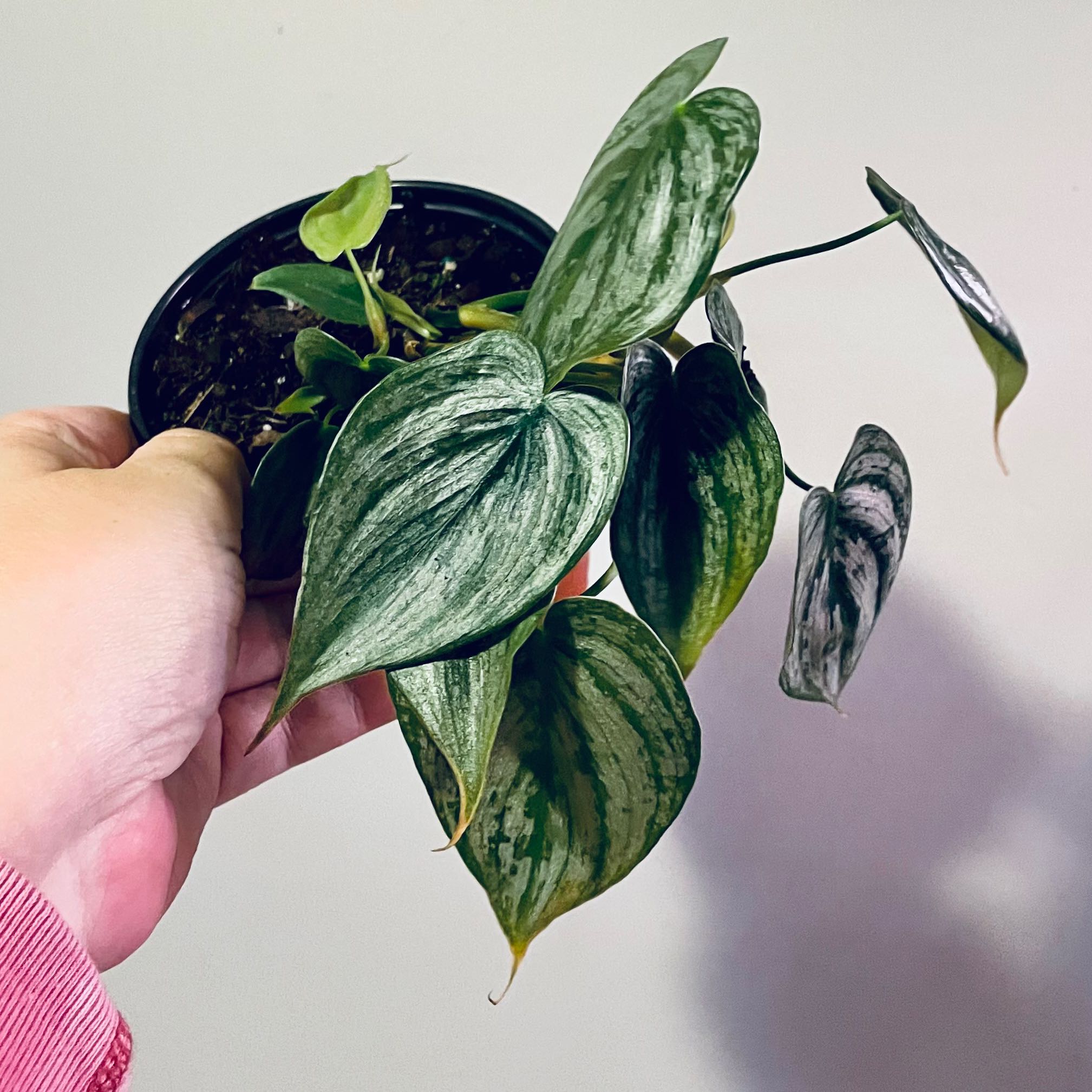 Silver Leaf Philodendron with variegated leaves in a small pot, held by a hand.