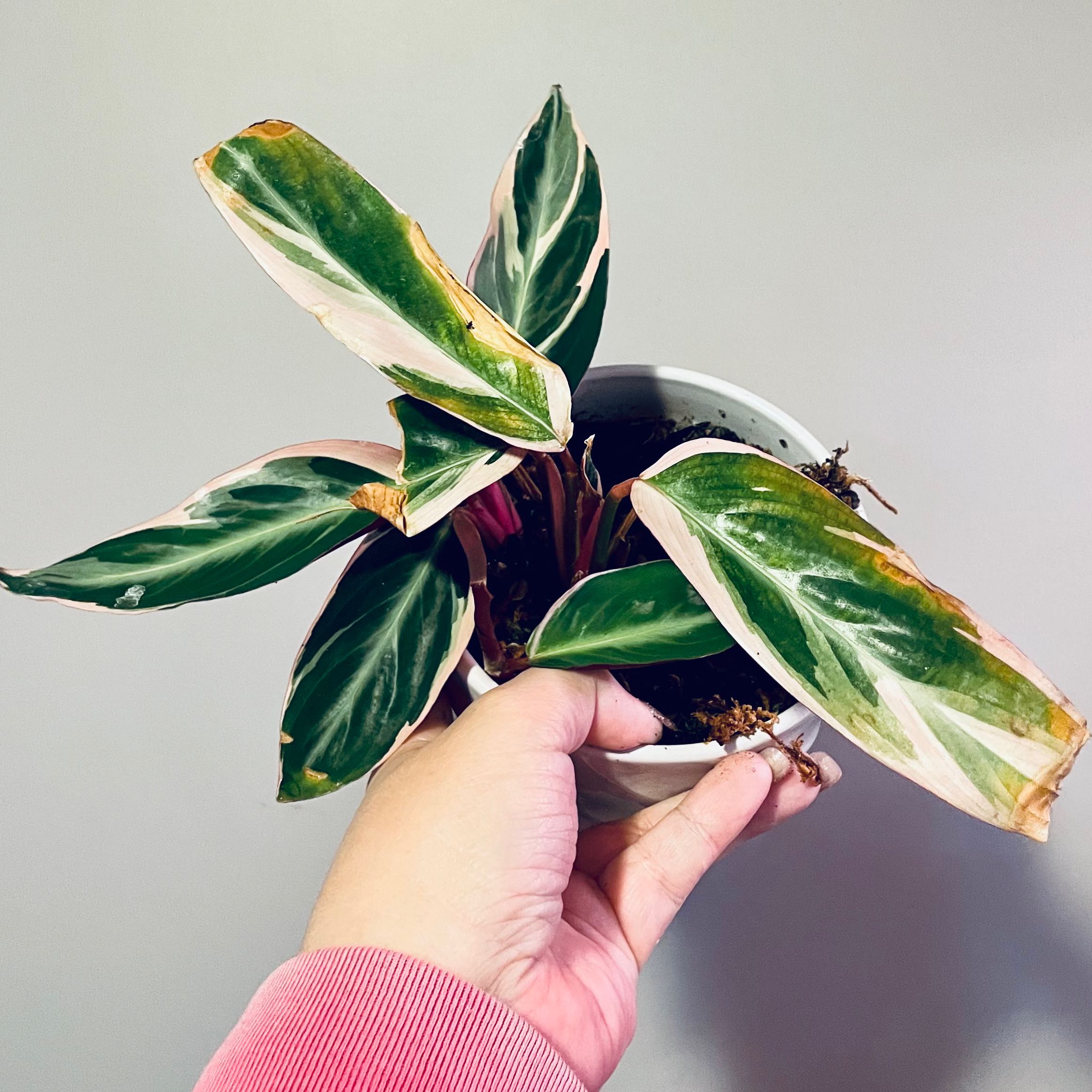 Stromanthe sanguinea 'Tricolor' plant with variegated leaves and browning edges, held by a hand.