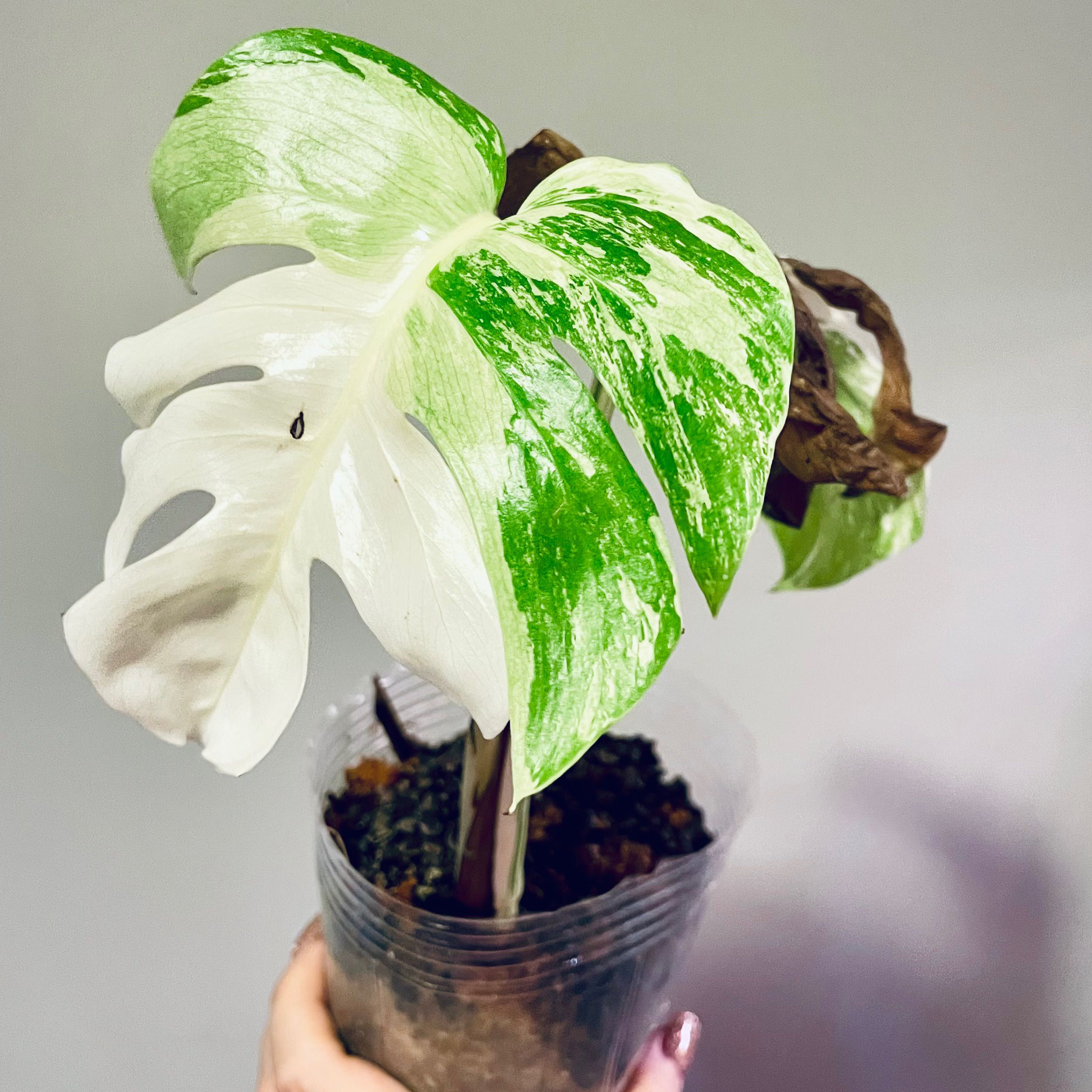 Monstera 'Albo' plant with variegated leaves in a clear plastic pot. Some leaves show browning.