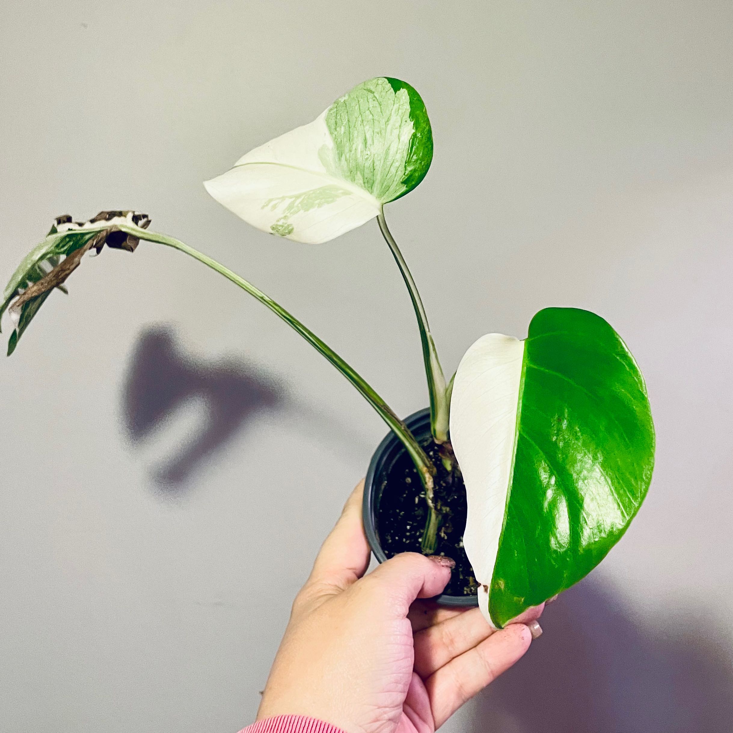 Monstera 'Albo' plant with variegated leaves held by a hand in a small pot.