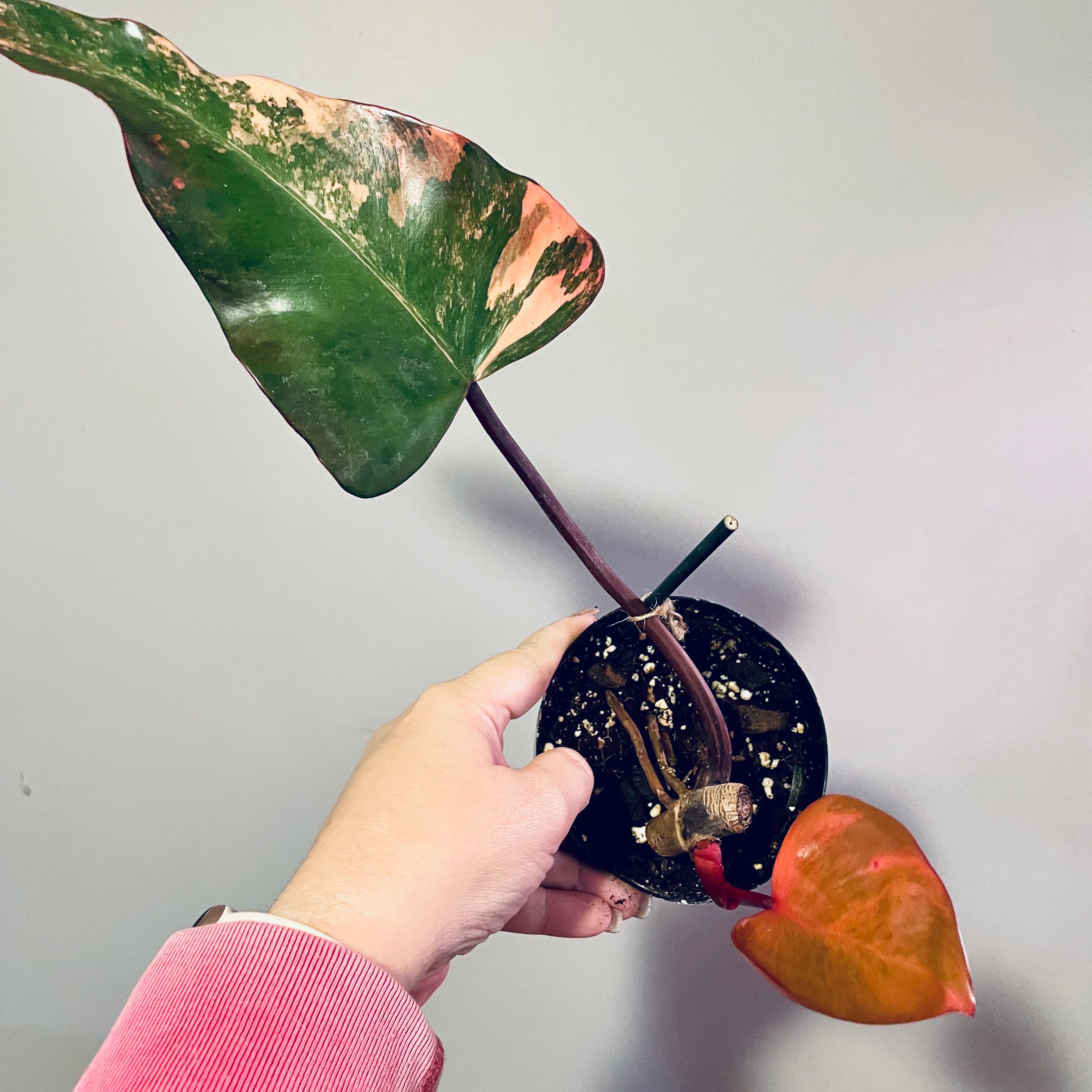 Strawberry Shake Philodendron plant with variegated leaves in a small pot, held by a hand.