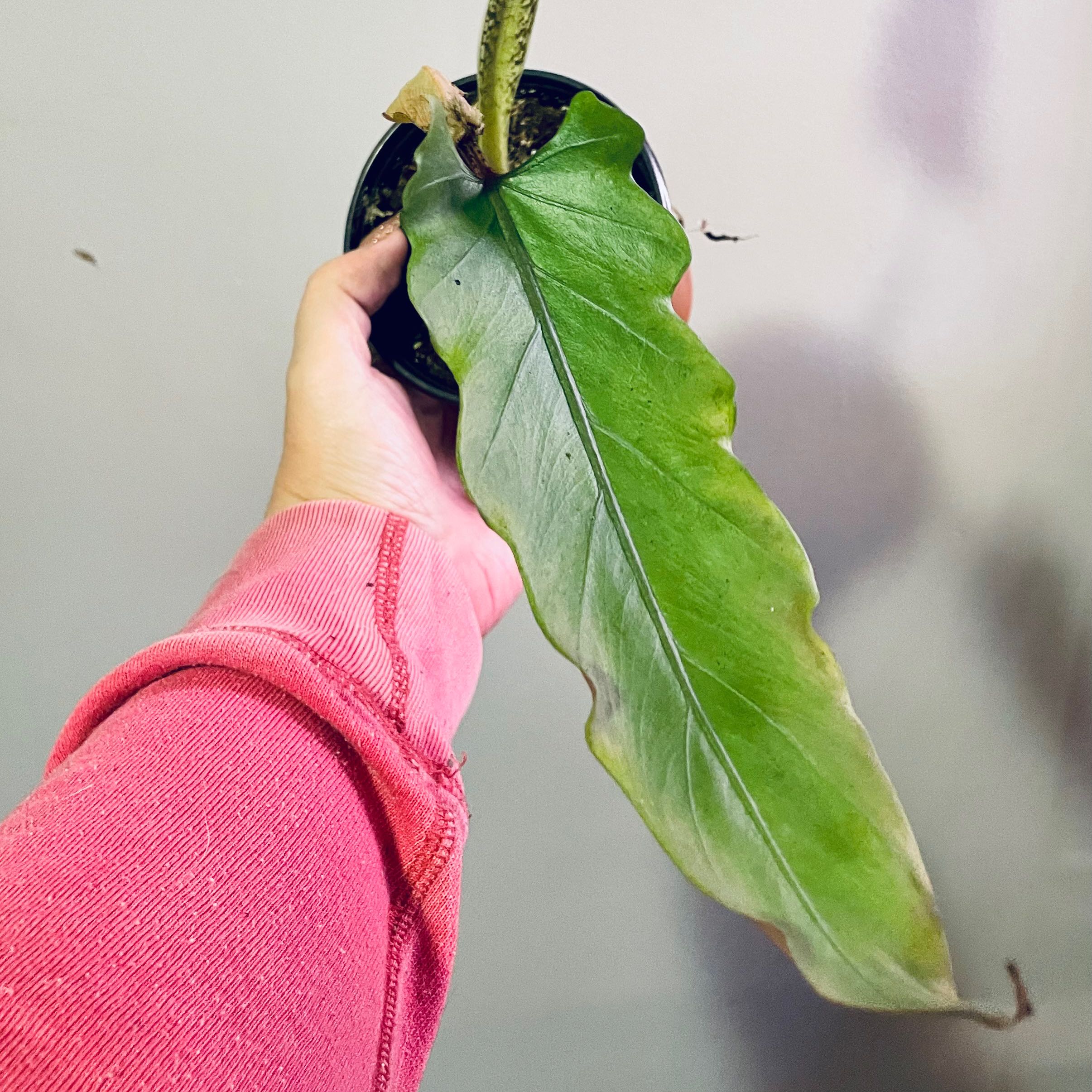A single leaf of a Purple Sword plant held by a hand, with minor browning at the tip.
