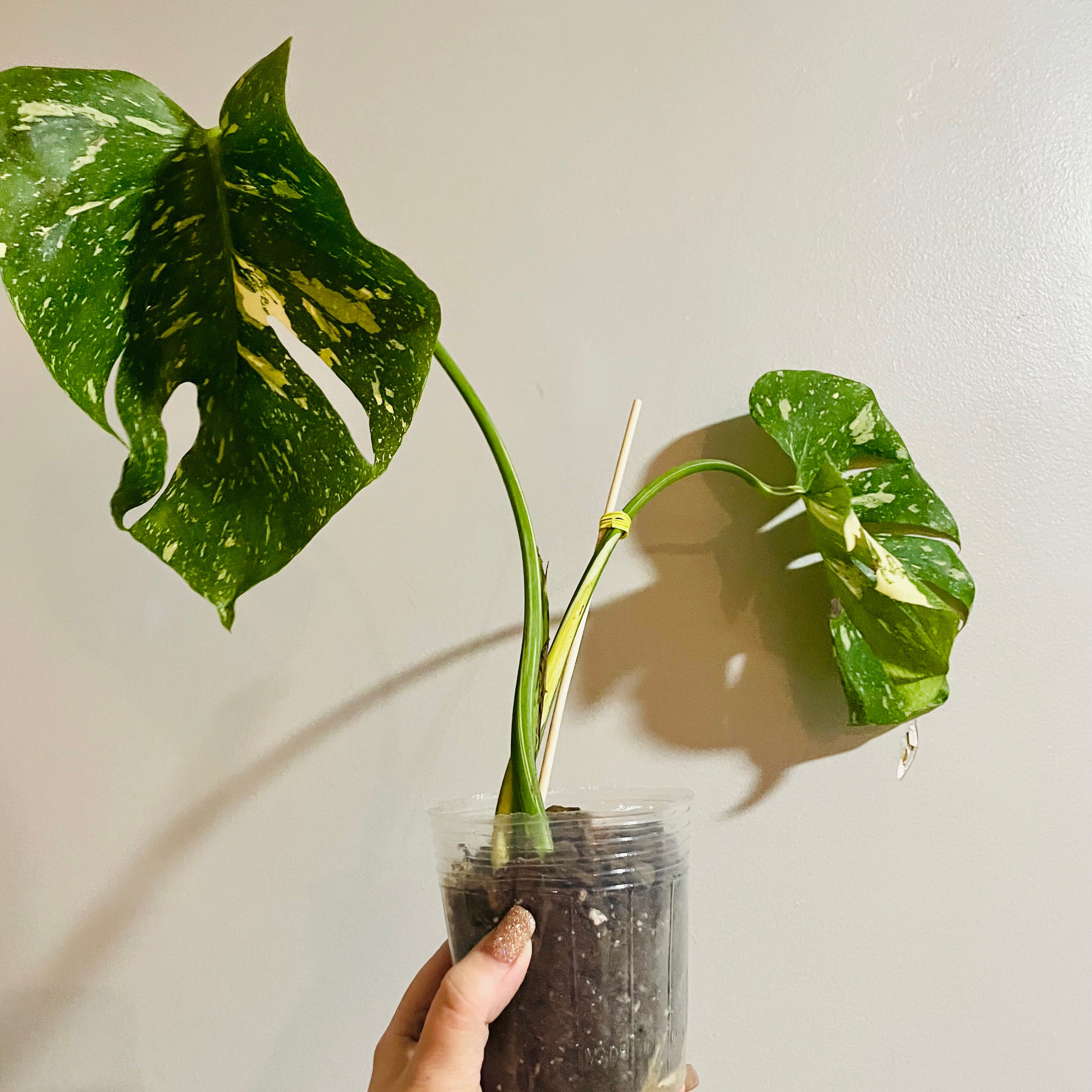 Thai Constellation Monstera plant with variegated leaves in a clear plastic pot, held by a hand.