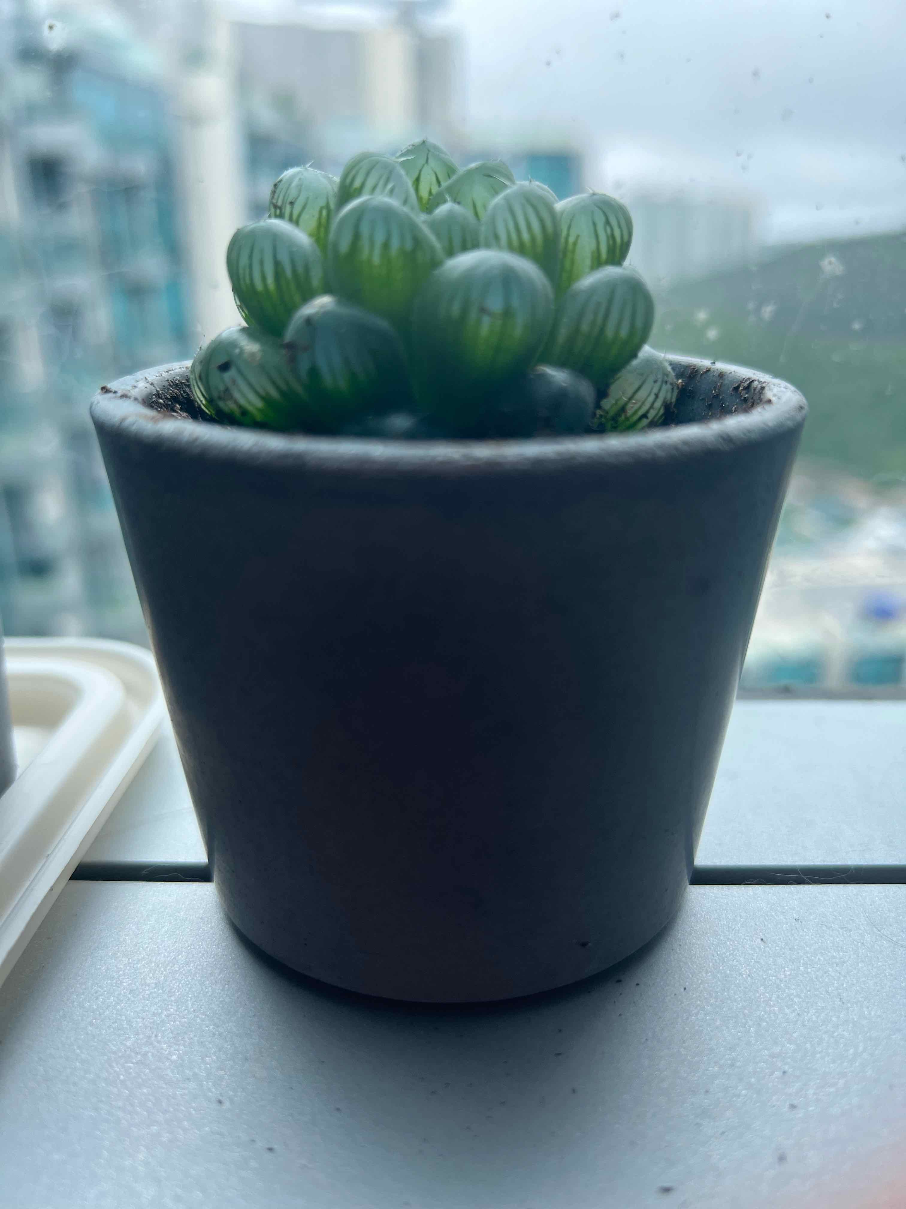 Haworthia 'Obtusa' plant in a small pot on a windowsill, appearing healthy and well-cared for.