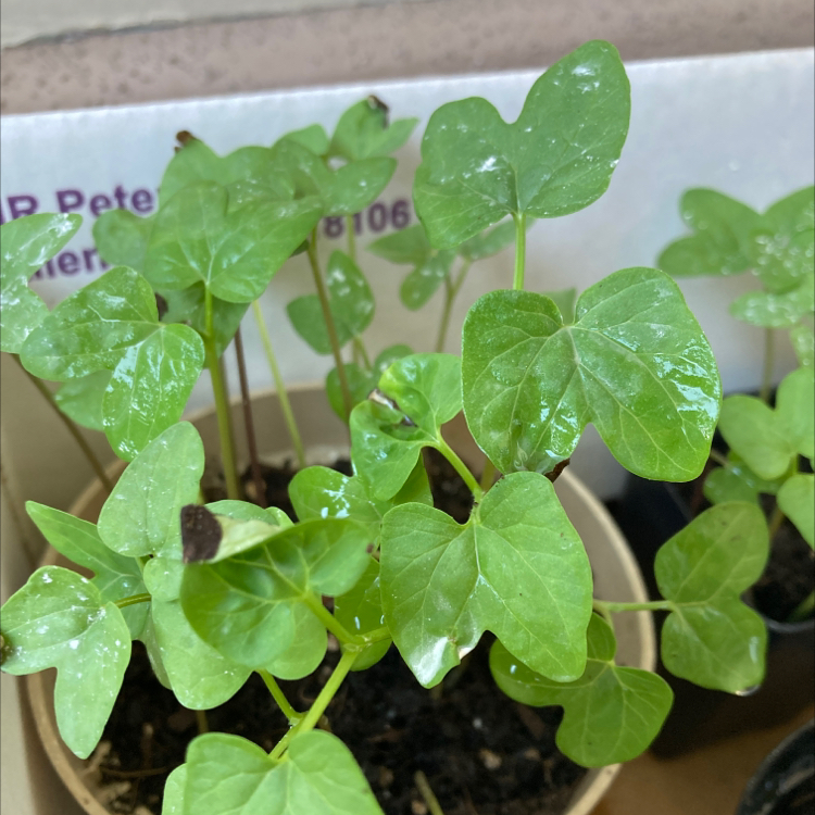 Potted Common Morning Glory plant with green leaves and slight browning at tips.
