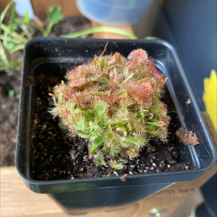 Spoon-Leaved Sundew plant in a small black pot with visible dew drops on leaf tips.