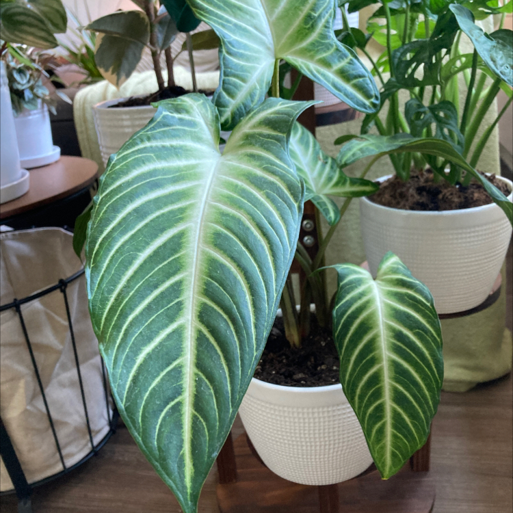 Xanthosoma Angel wings plant with large green leaves and white veins in a white pot.