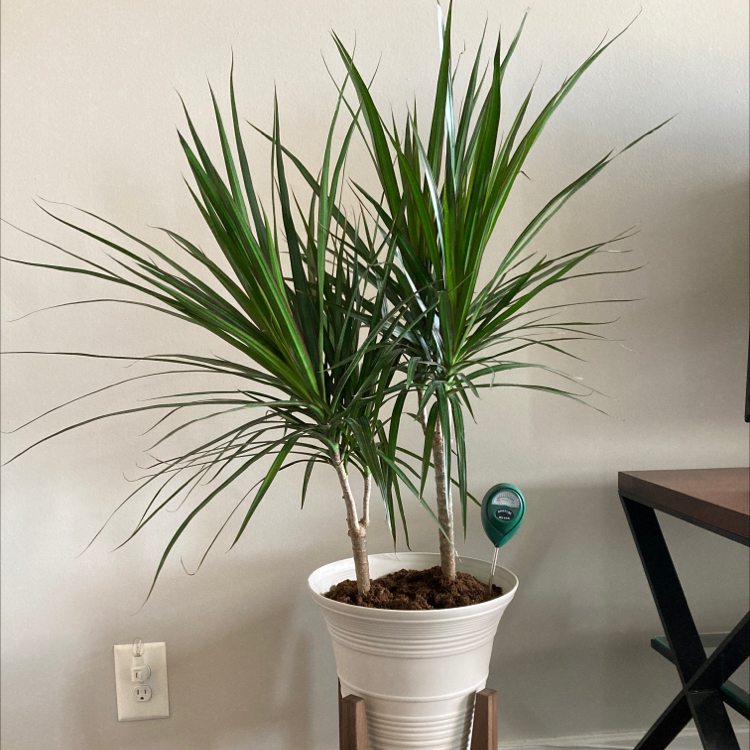 Dracaena marginata 'Bicolor' plant in a white pot, healthy with vibrant green leaves.