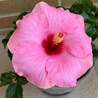 Chinese Hibiscus plant in Wyncote, Pennsylvania