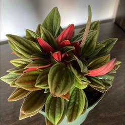 Peperomia 'Rosso' plant