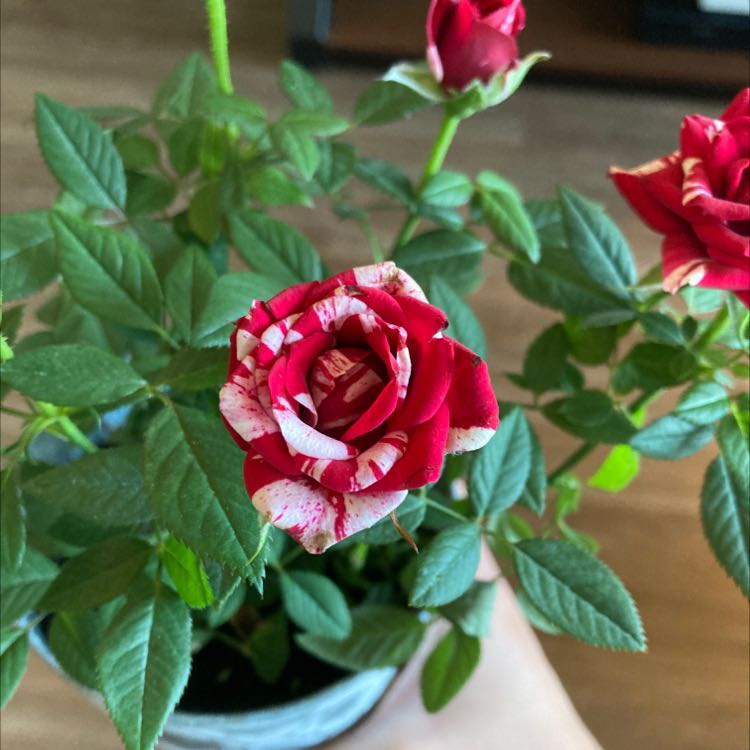 Rose
